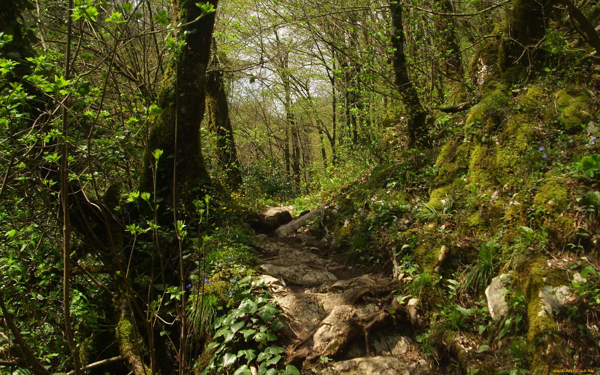 природа, лес, корни, трава, мох, тропа, деревья, подлесок