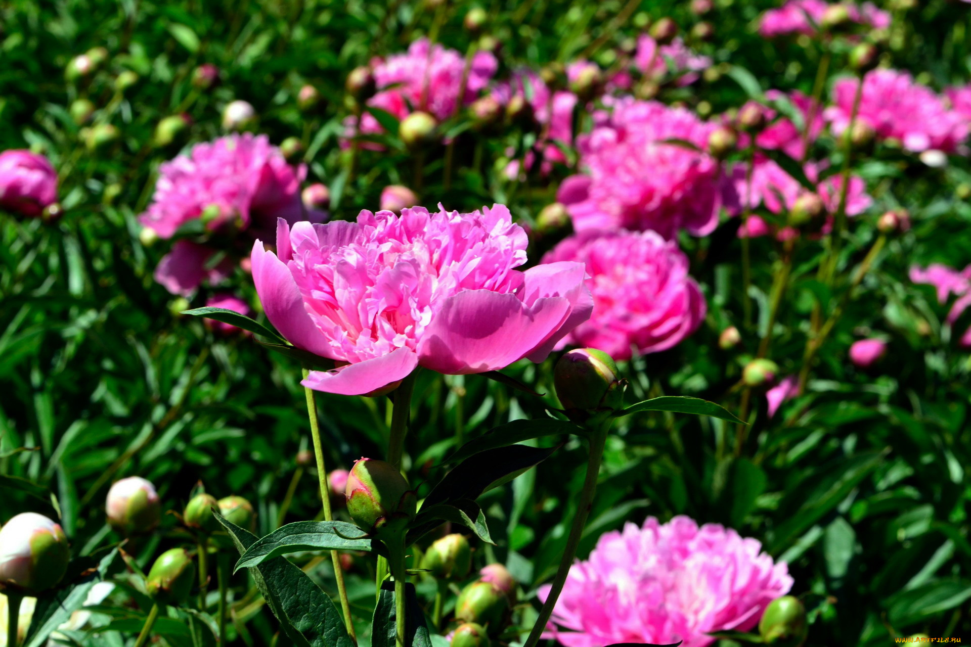 цветы, пионы, розовый