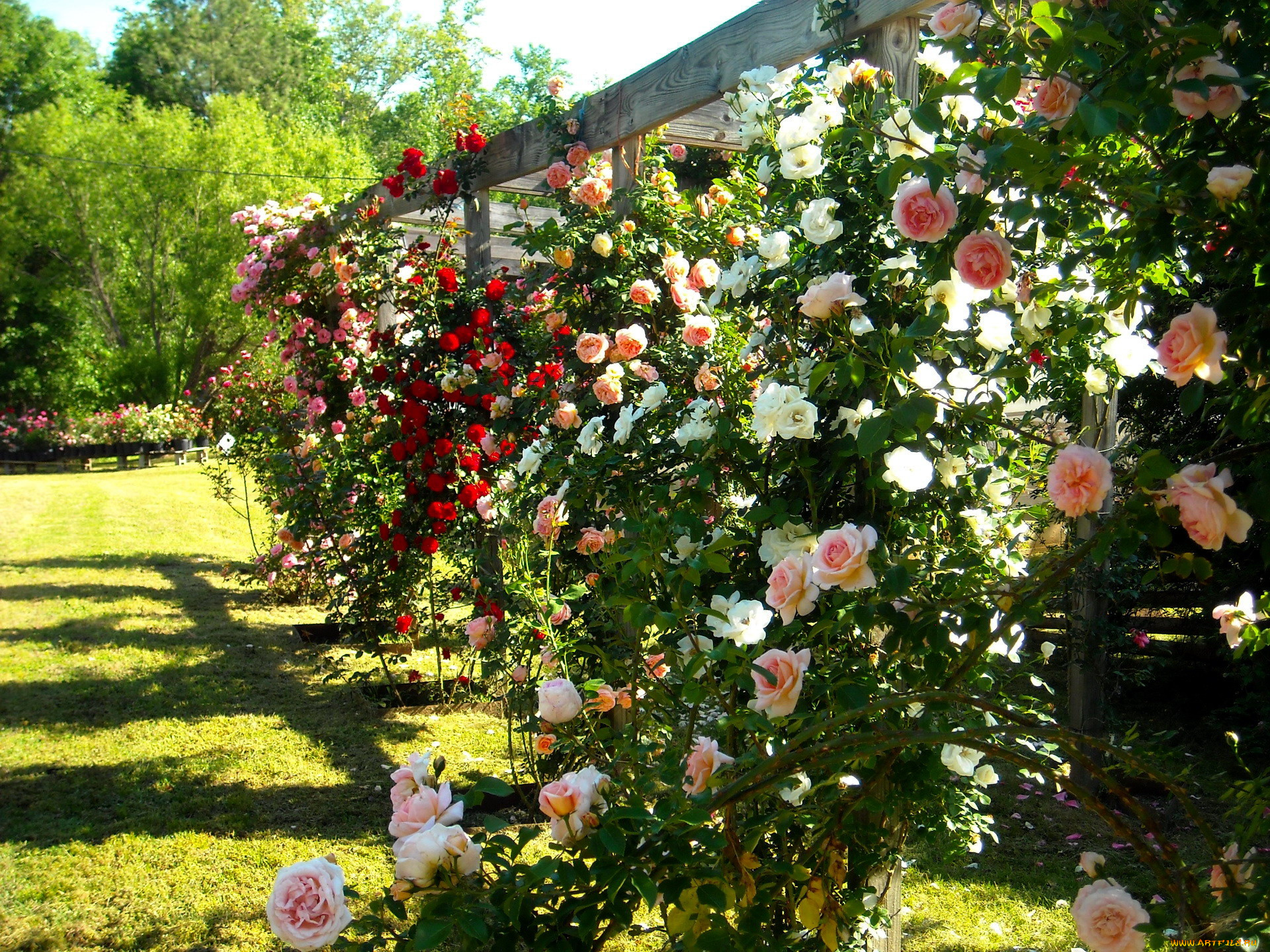 цветы, розы, кустовые