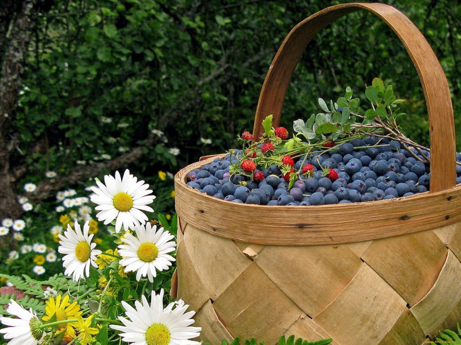 еда, голубика, , черника, корзина, ромашки