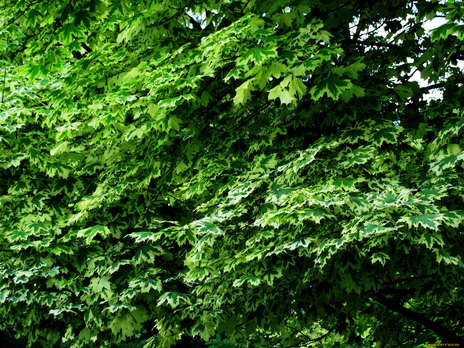 природа, листья, кленовые