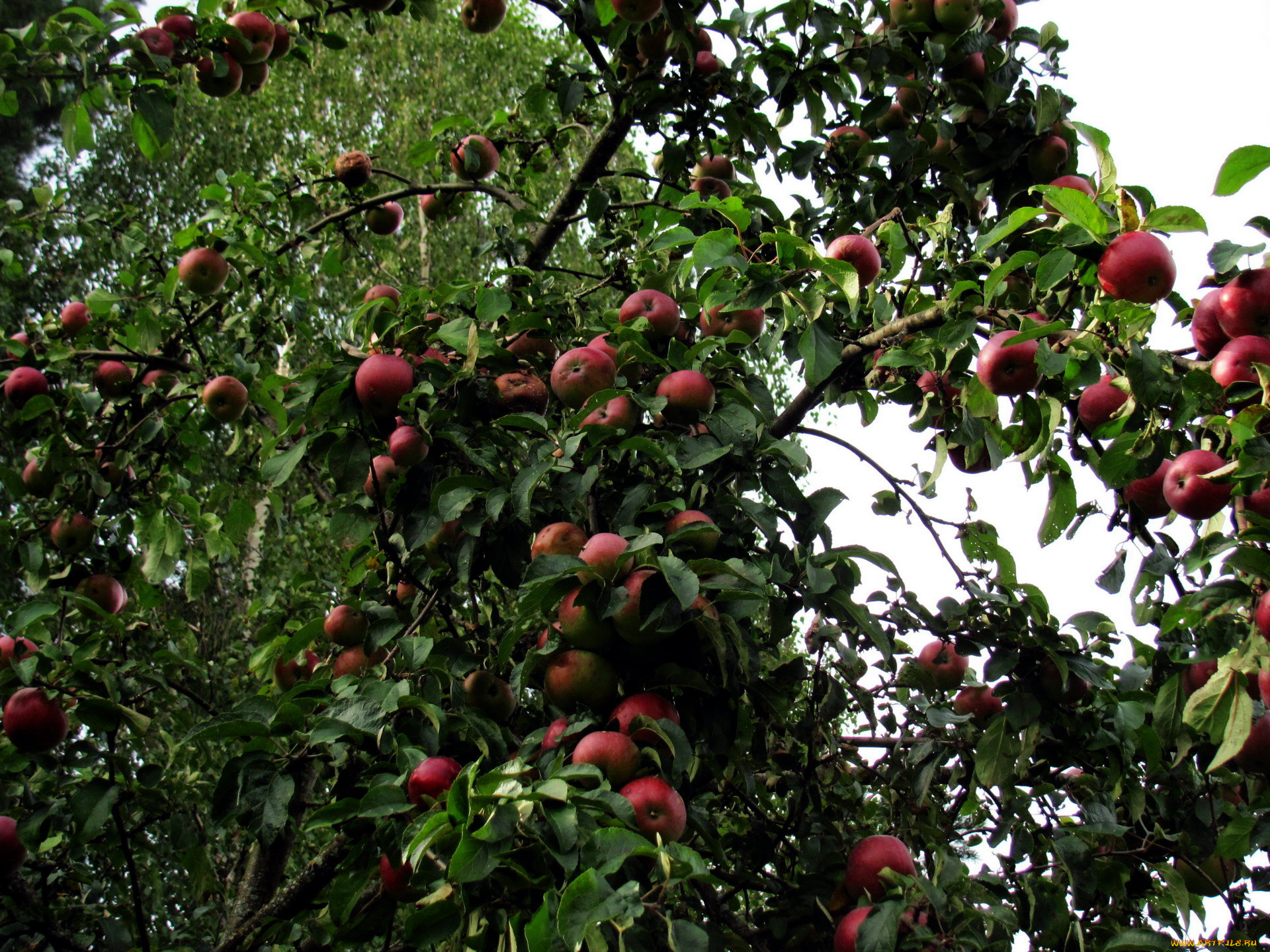 природа, плоды, яблоки, урожай