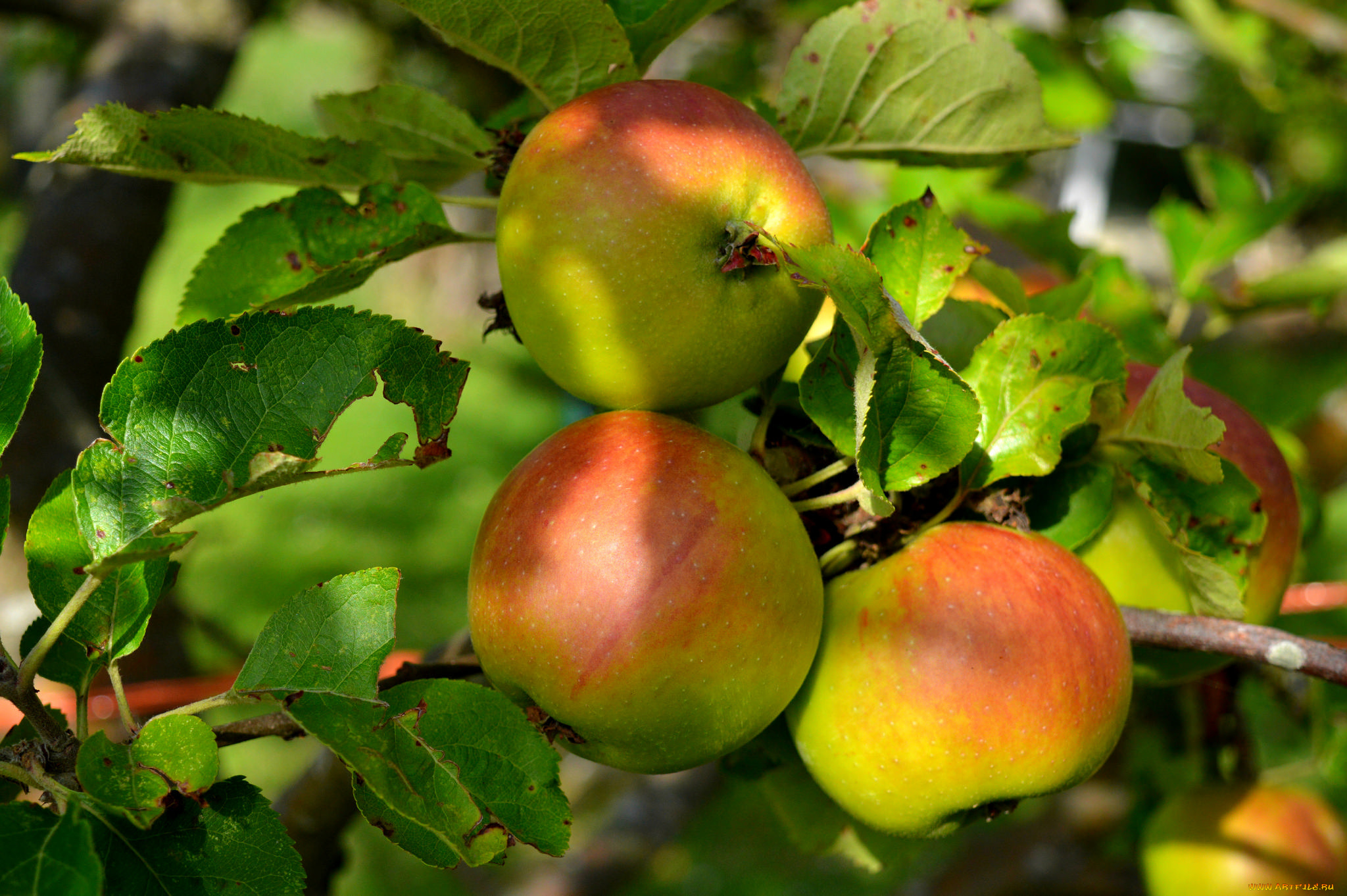 природа, плоды, яблочки