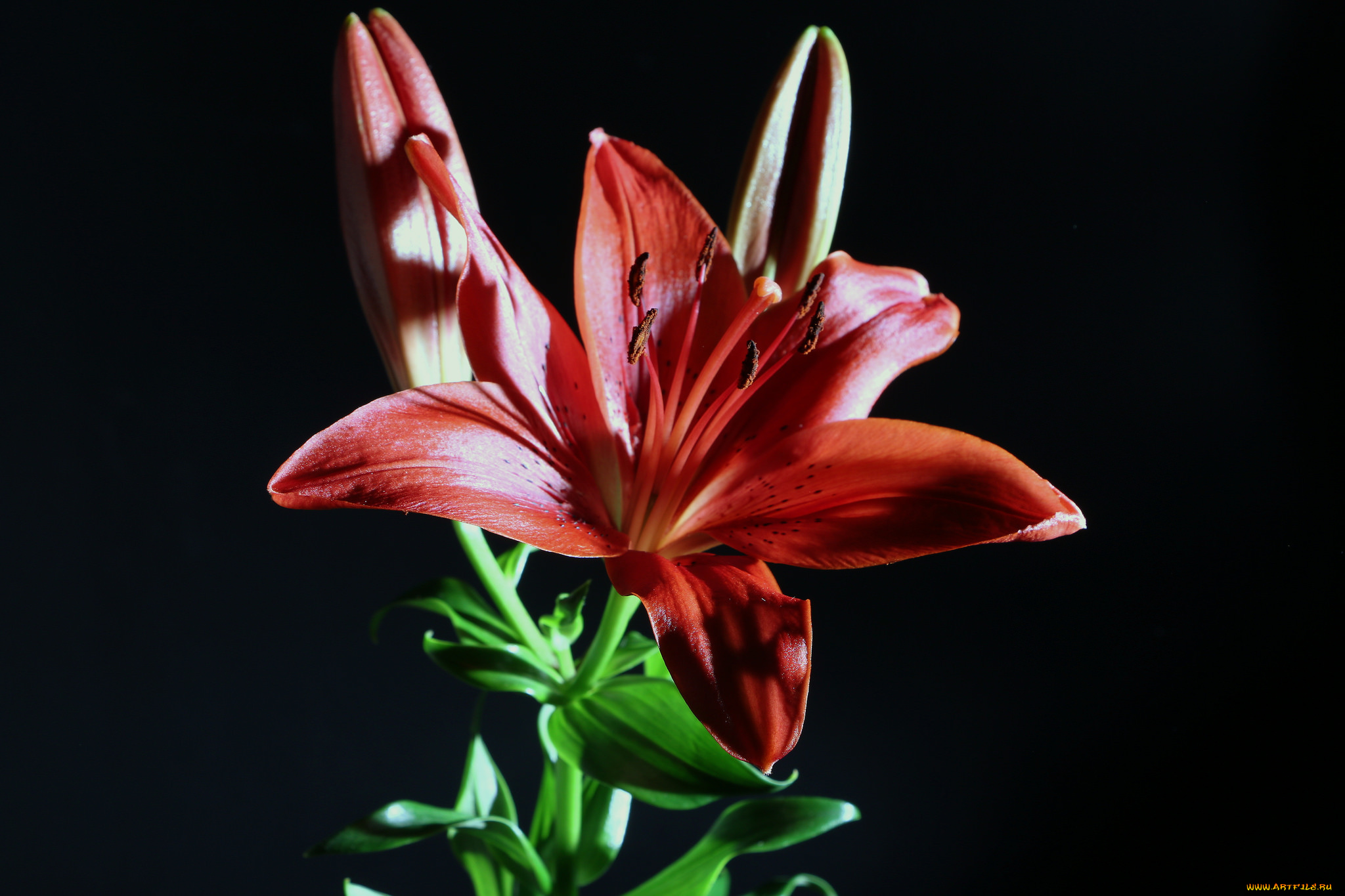 цветы, лилии, , лилейники, цветок