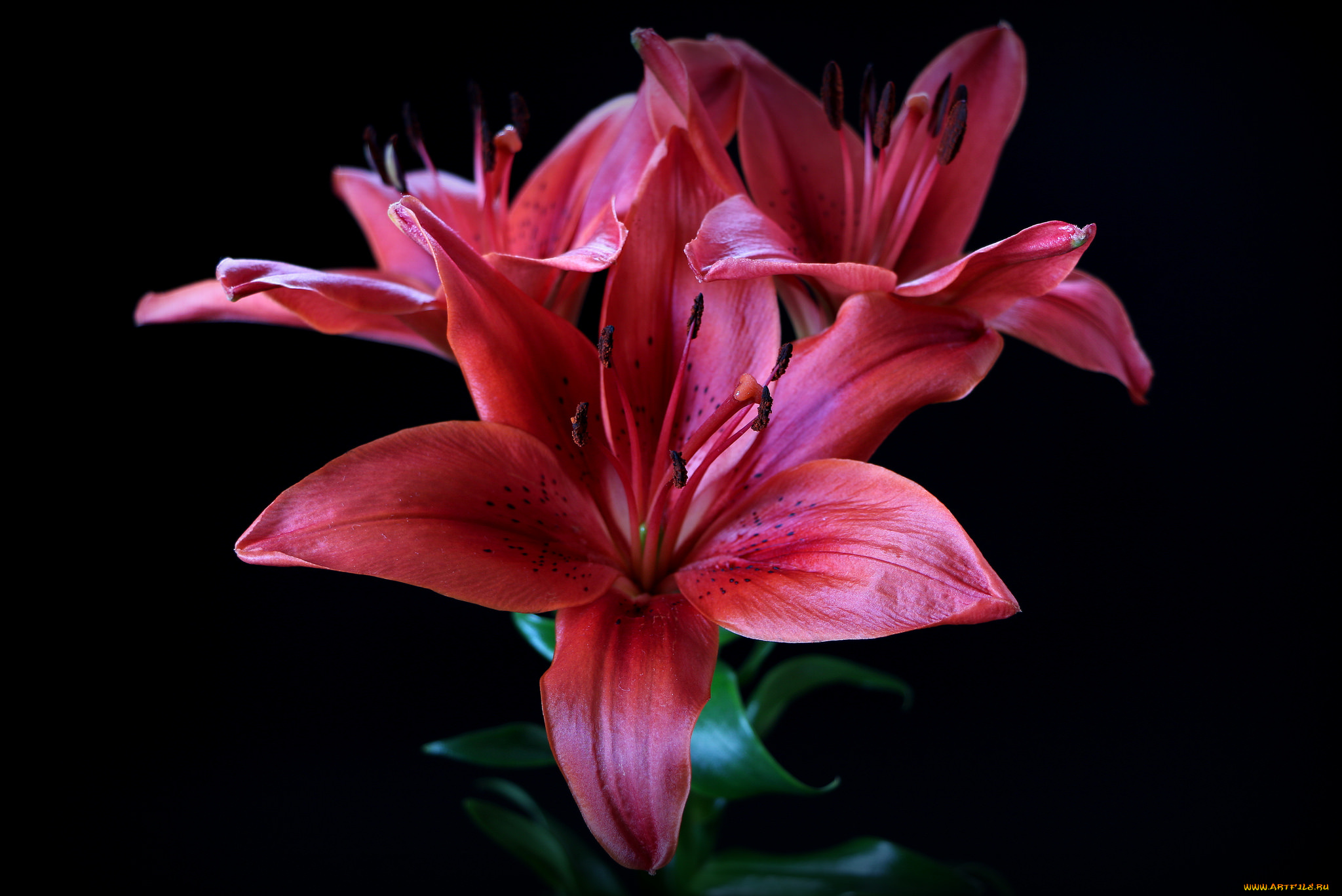 цветы, лилии, , лилейники, цветок