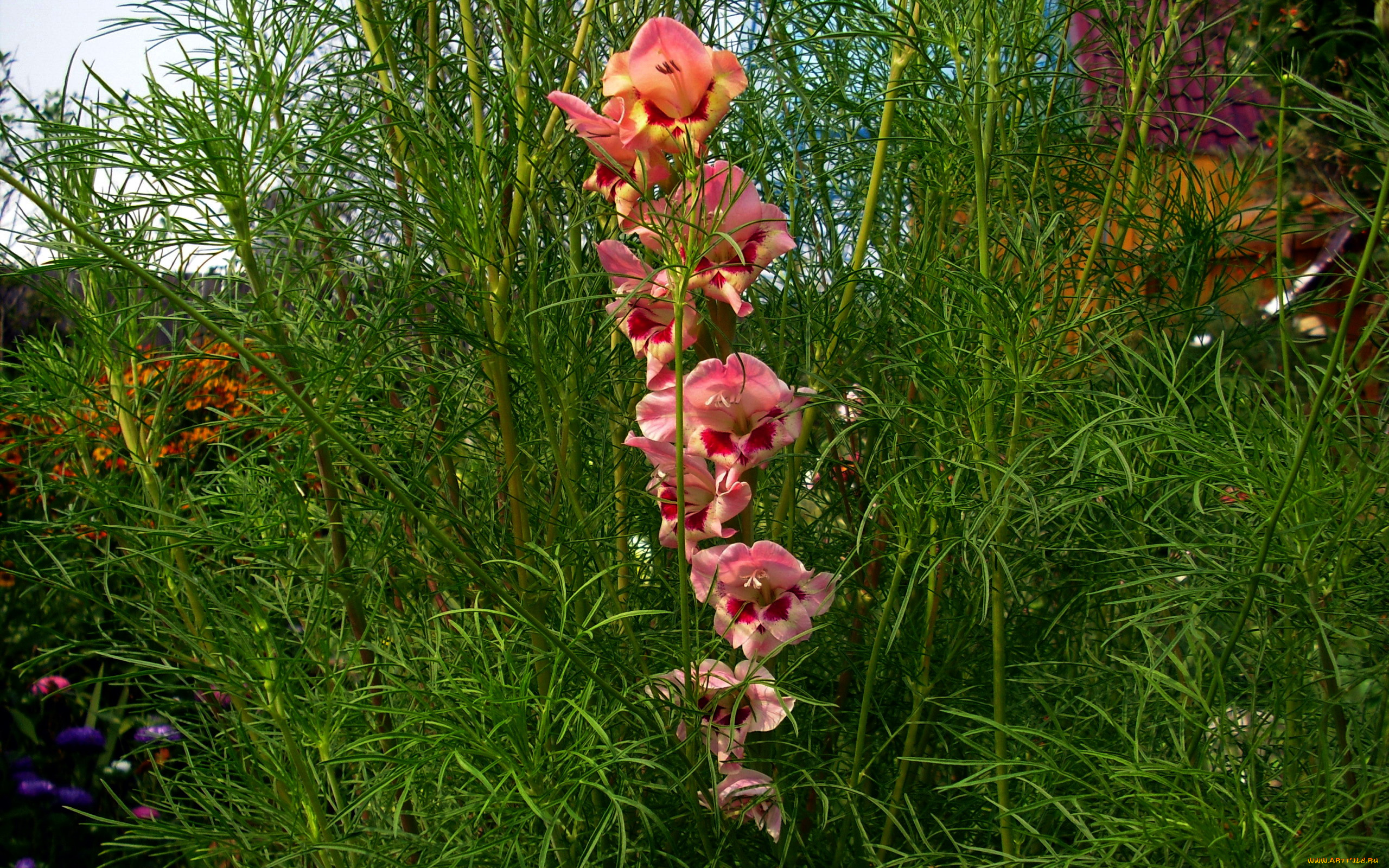 цветы, гладиолусы, стебель, кусты