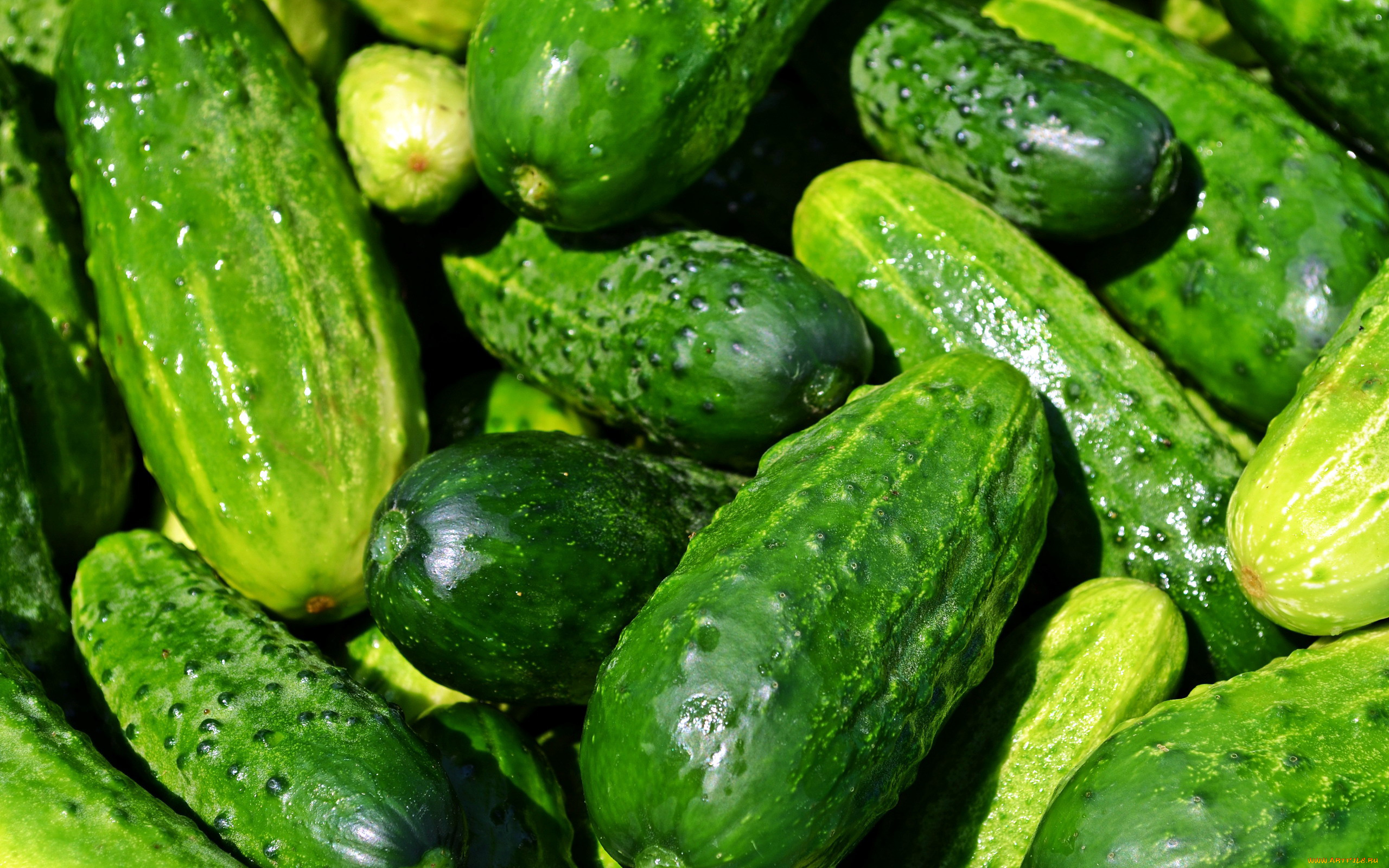 еда, огурцы, пупырышки, урожай