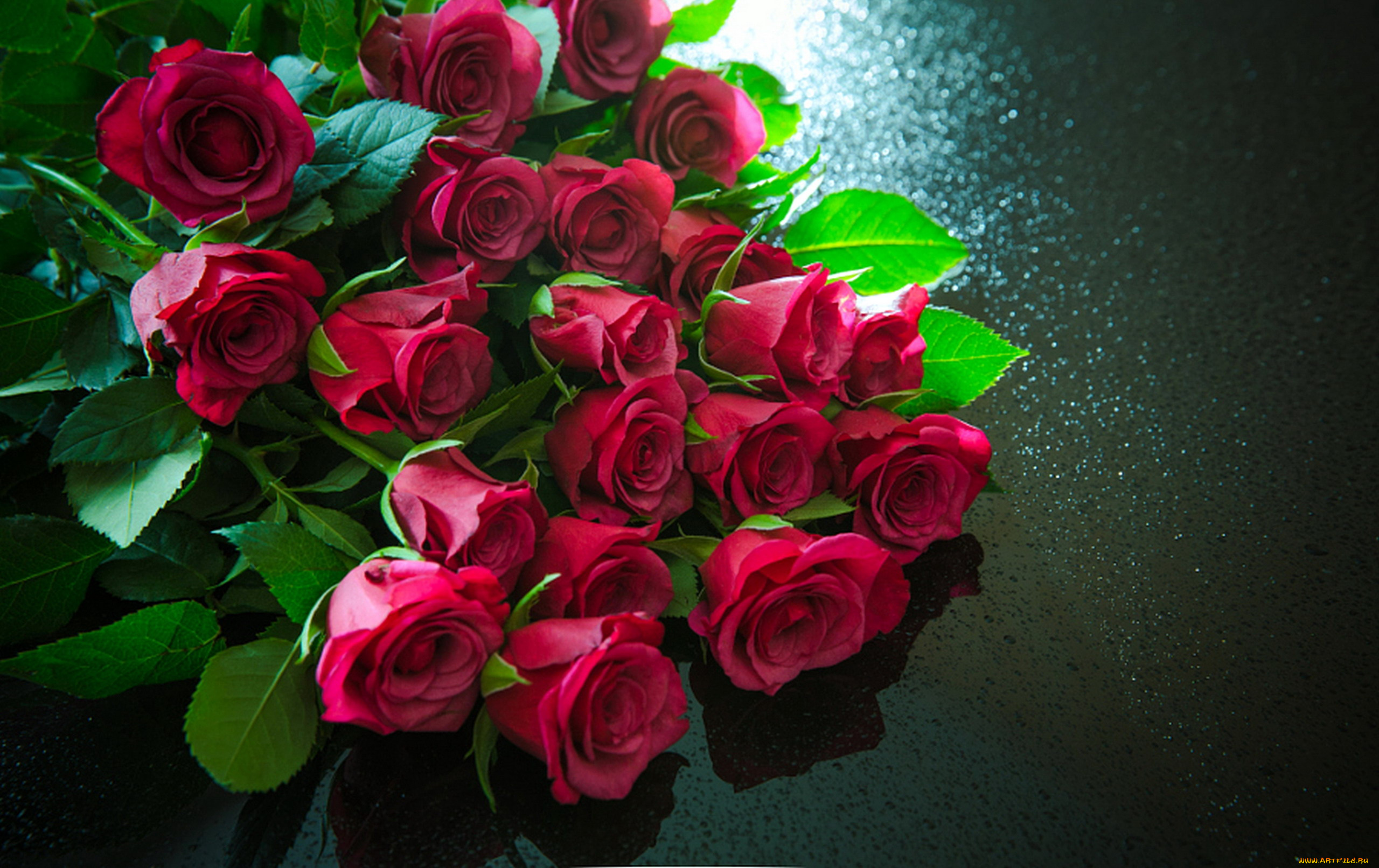 цветы, розы, розовые, бутоны, много