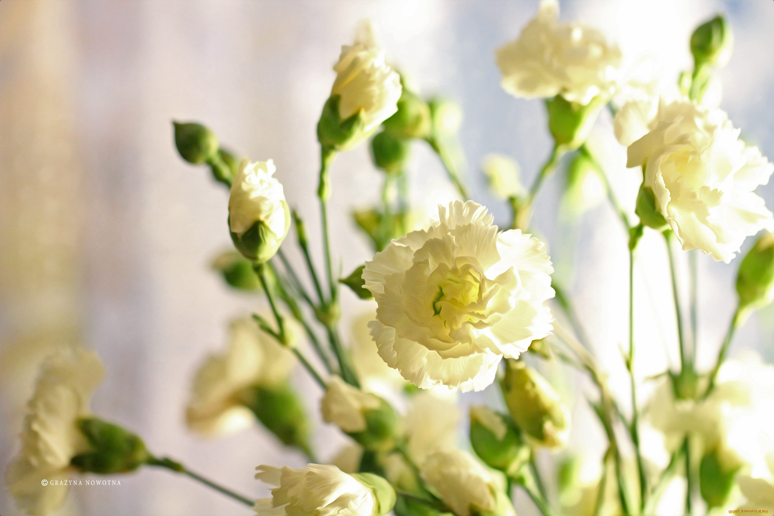 цветы, гвоздики, бутоны