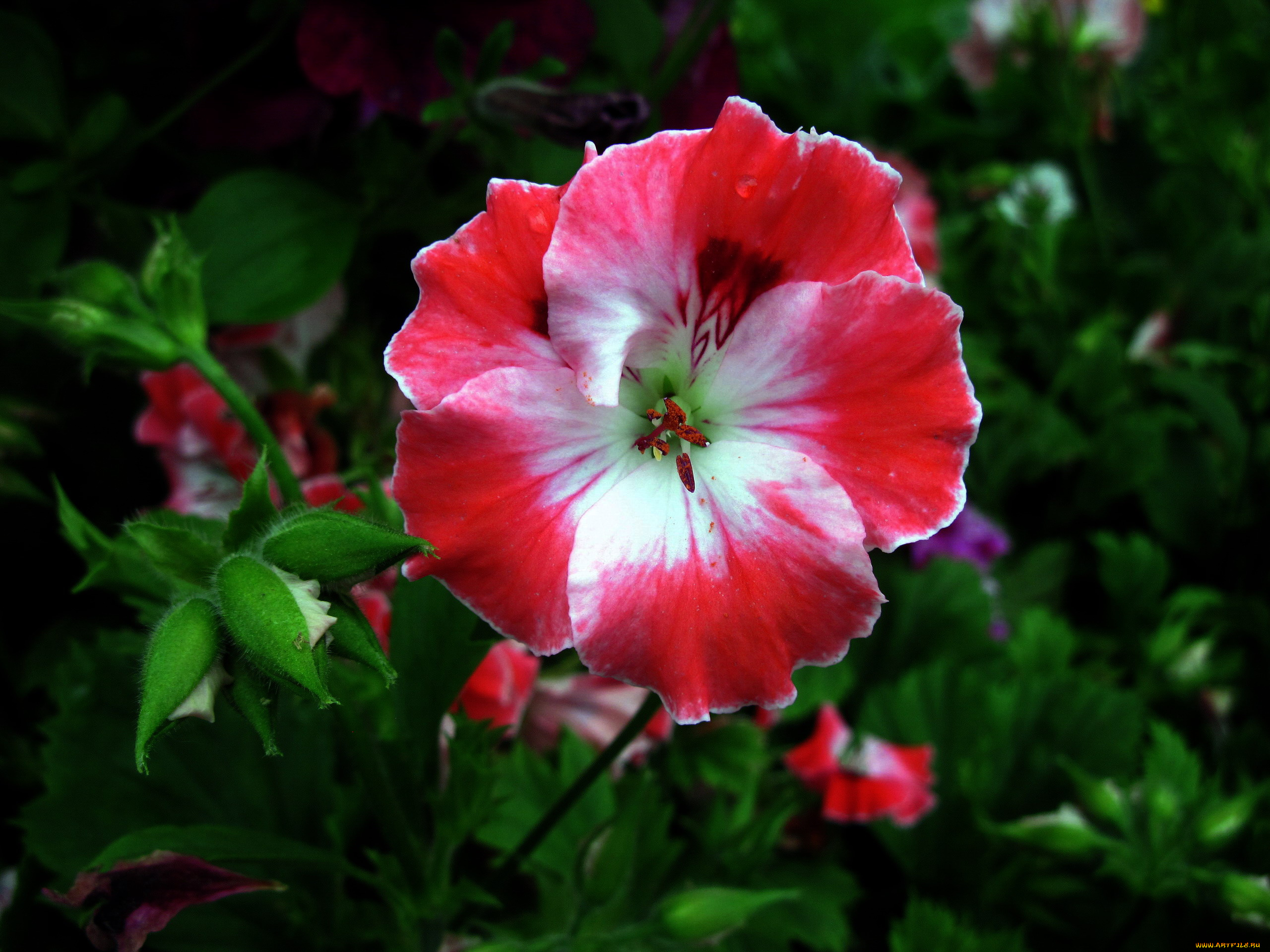 цветы, герань, макро