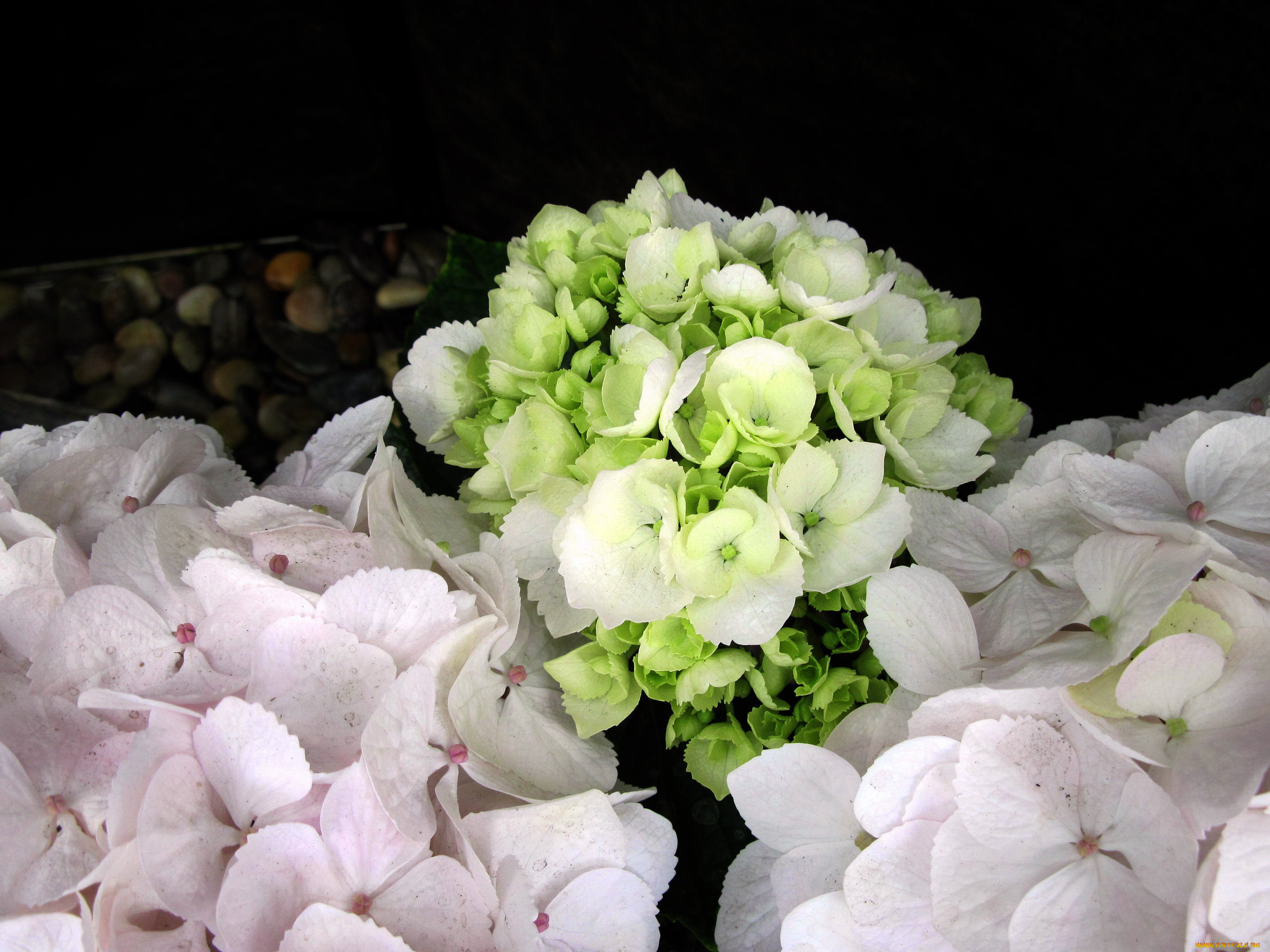 цветы, гортензия, бутоны