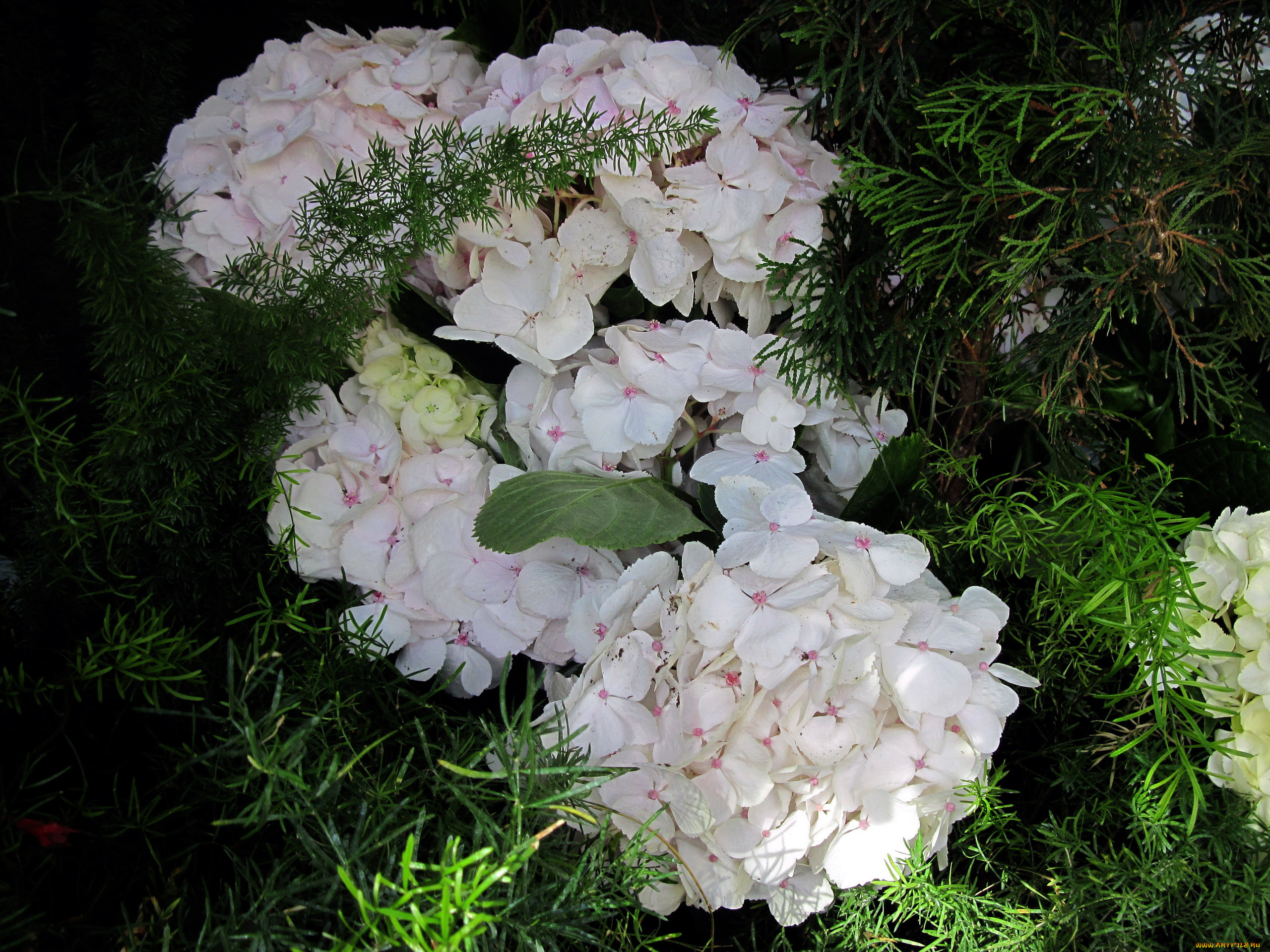 цветы, гортензия, соцветия