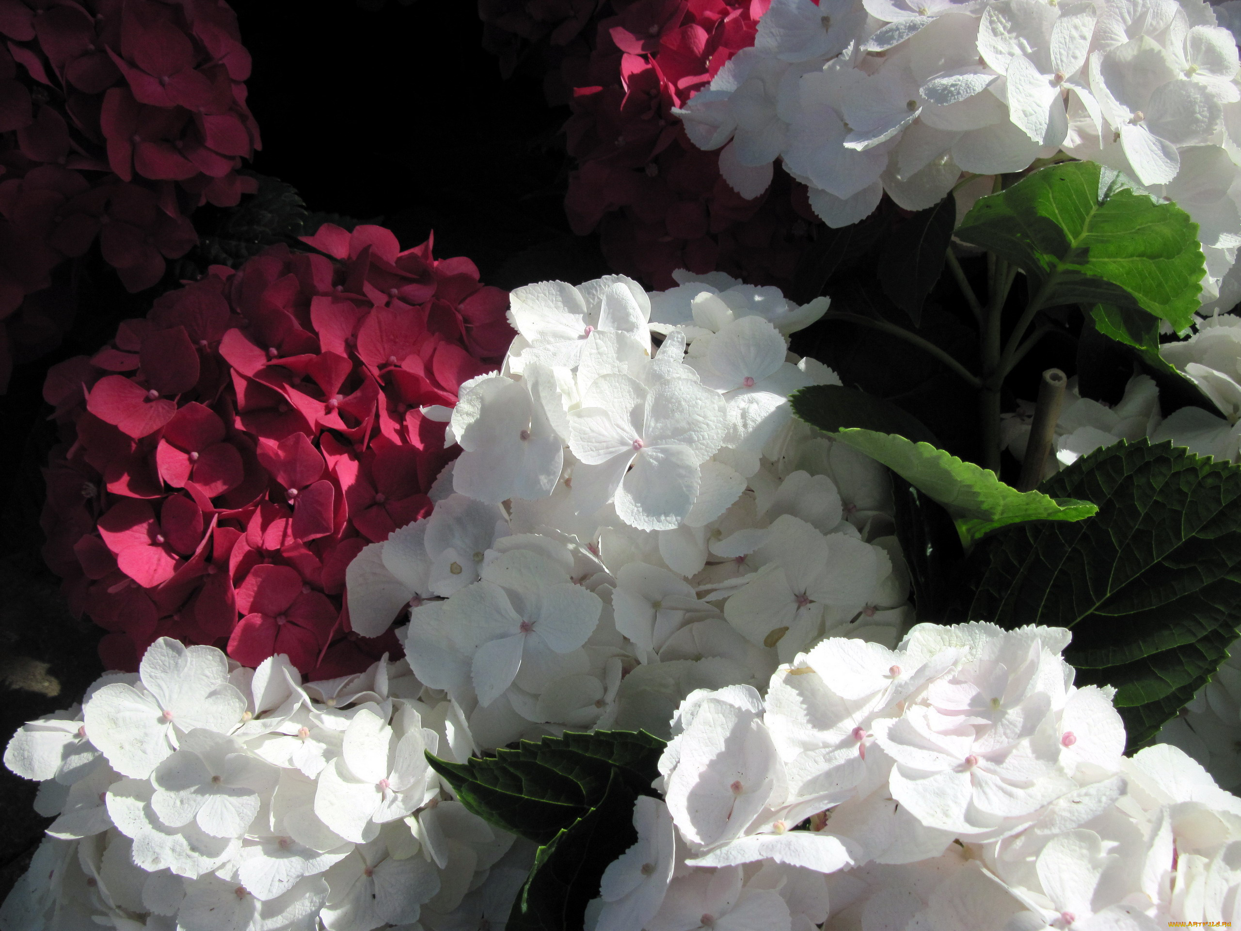 цветы, гортензия, соцветия