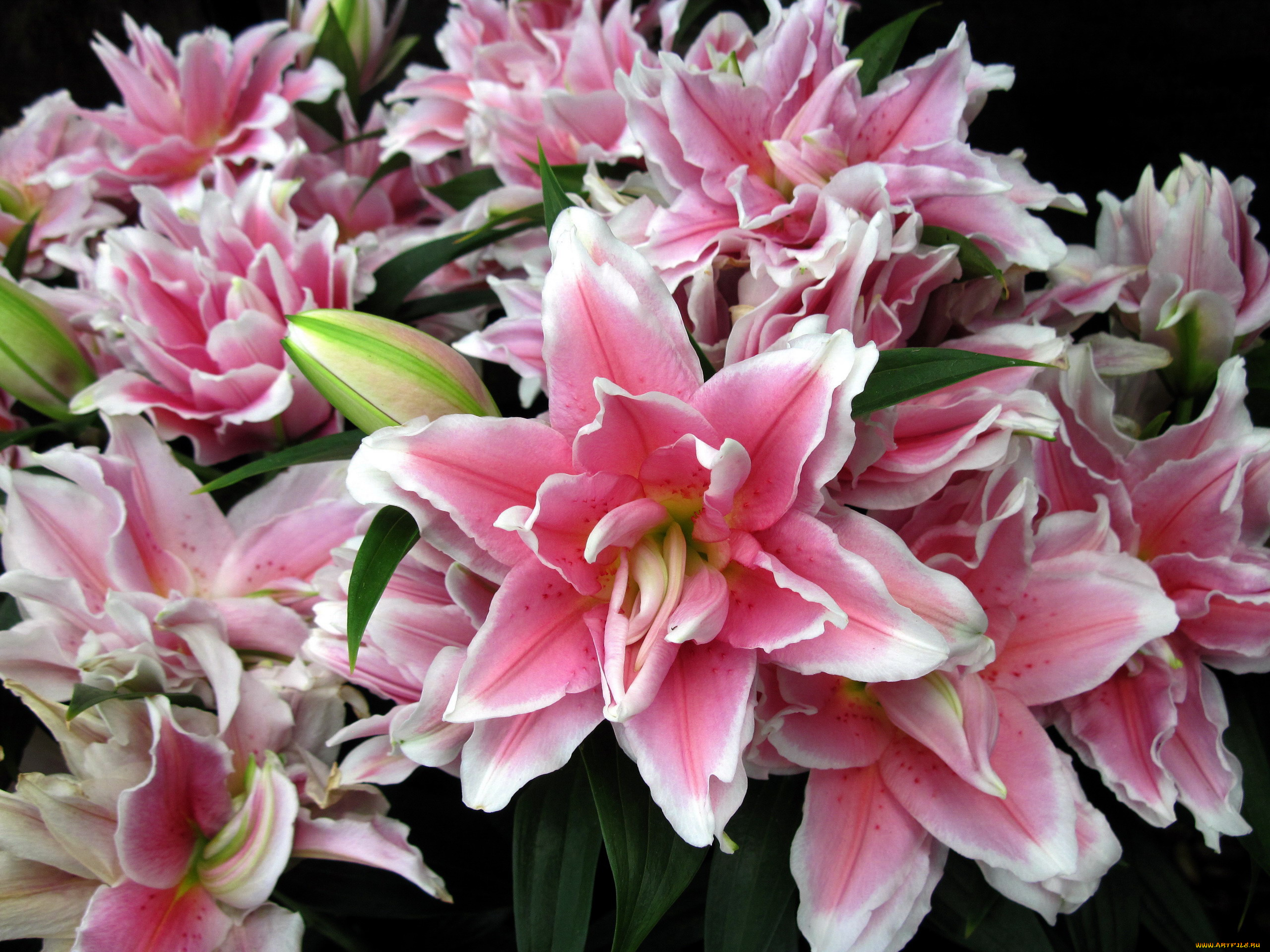 цветы, лилии, , лилейники, махровые, розовый