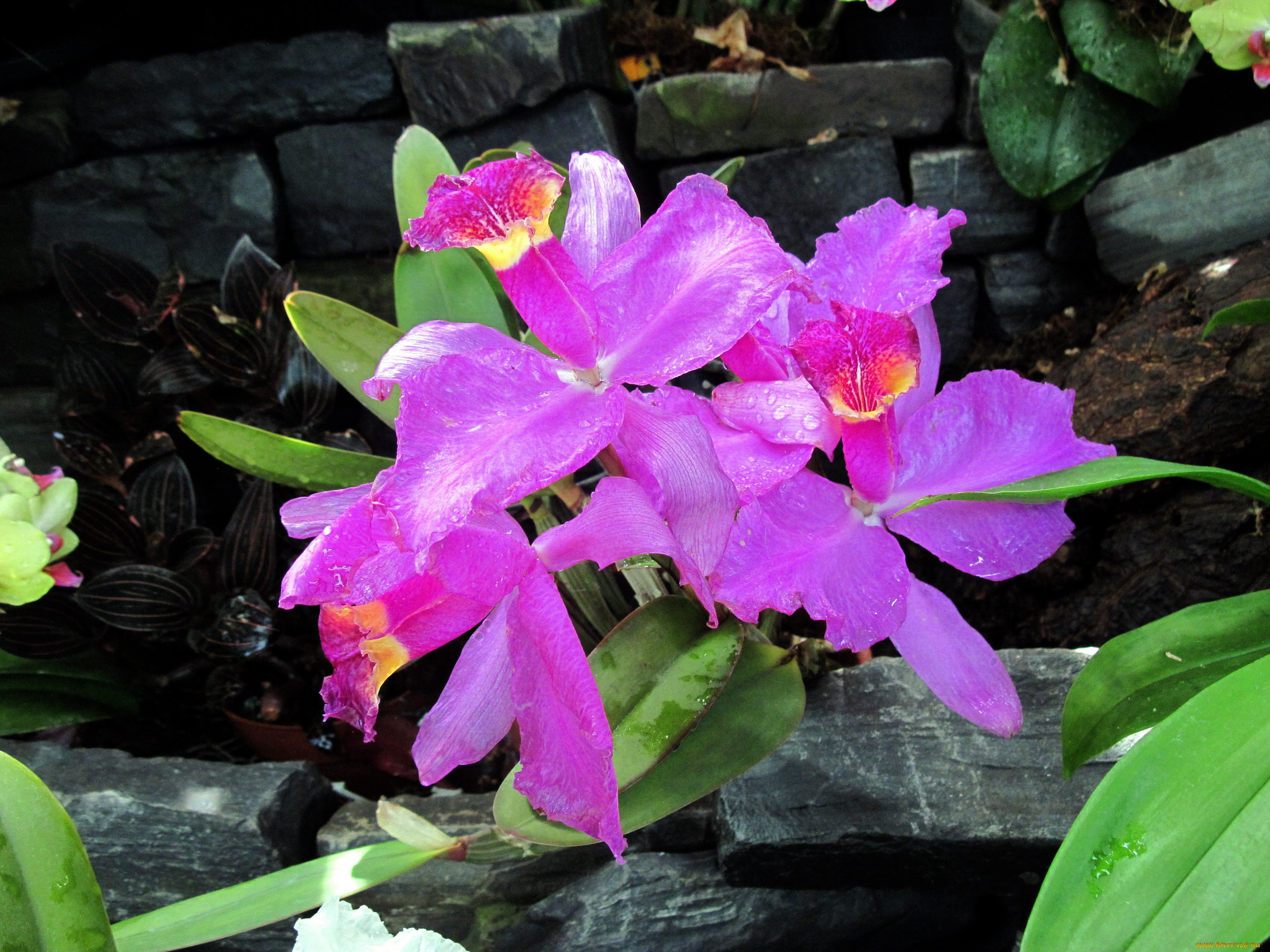 цветы, орхидеи, розовый