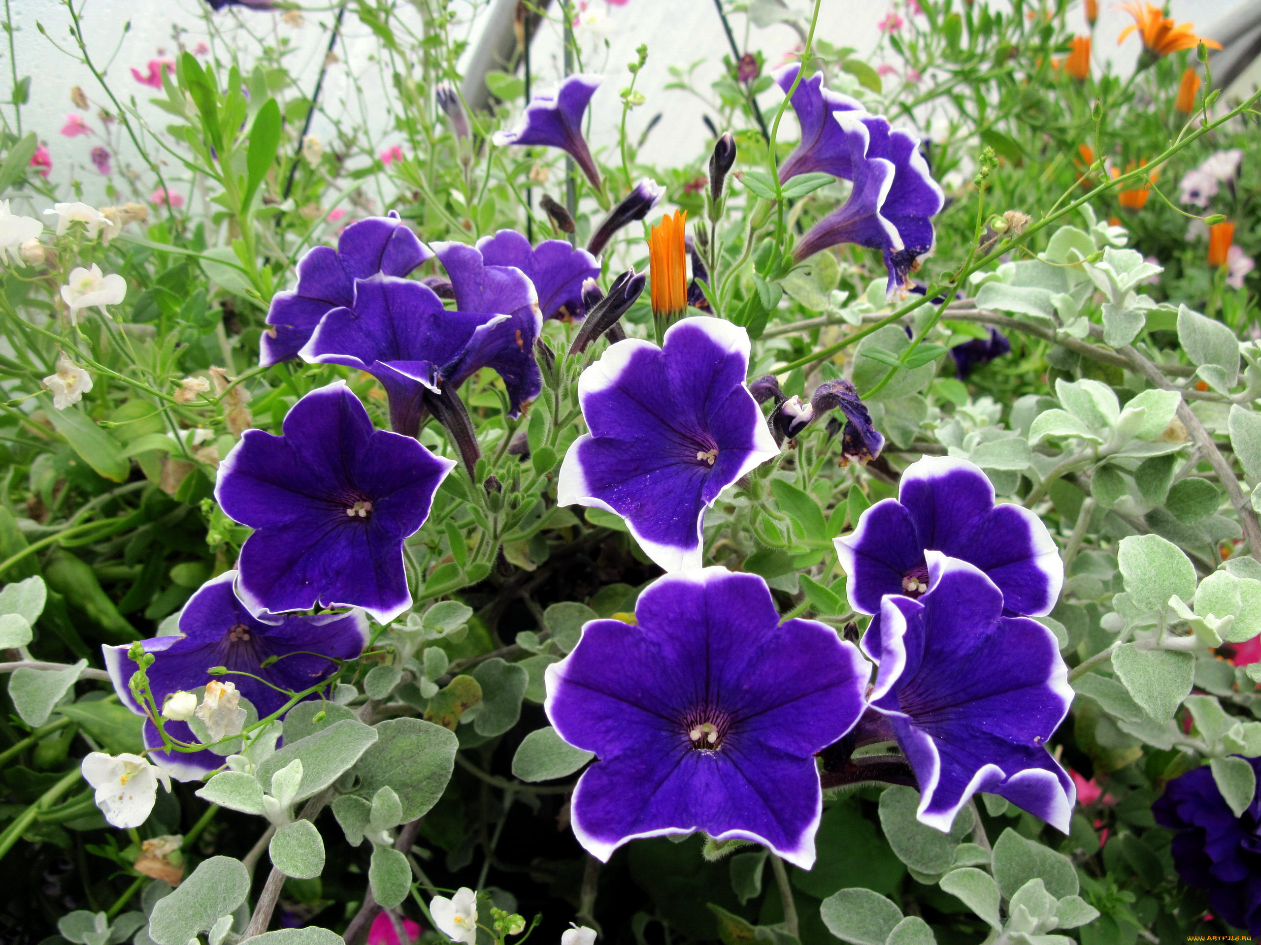 цветы, петунии, , калибрахоа, лиловый