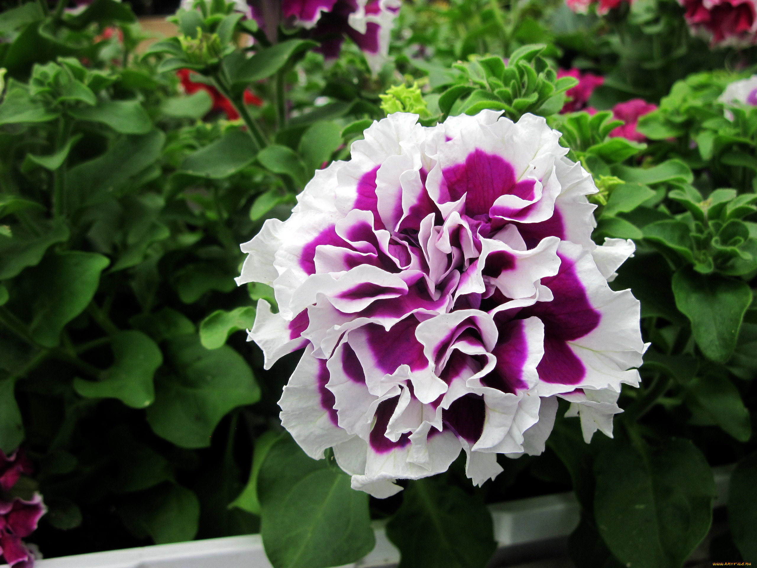 цветы, петунии, , калибрахоа, махровая