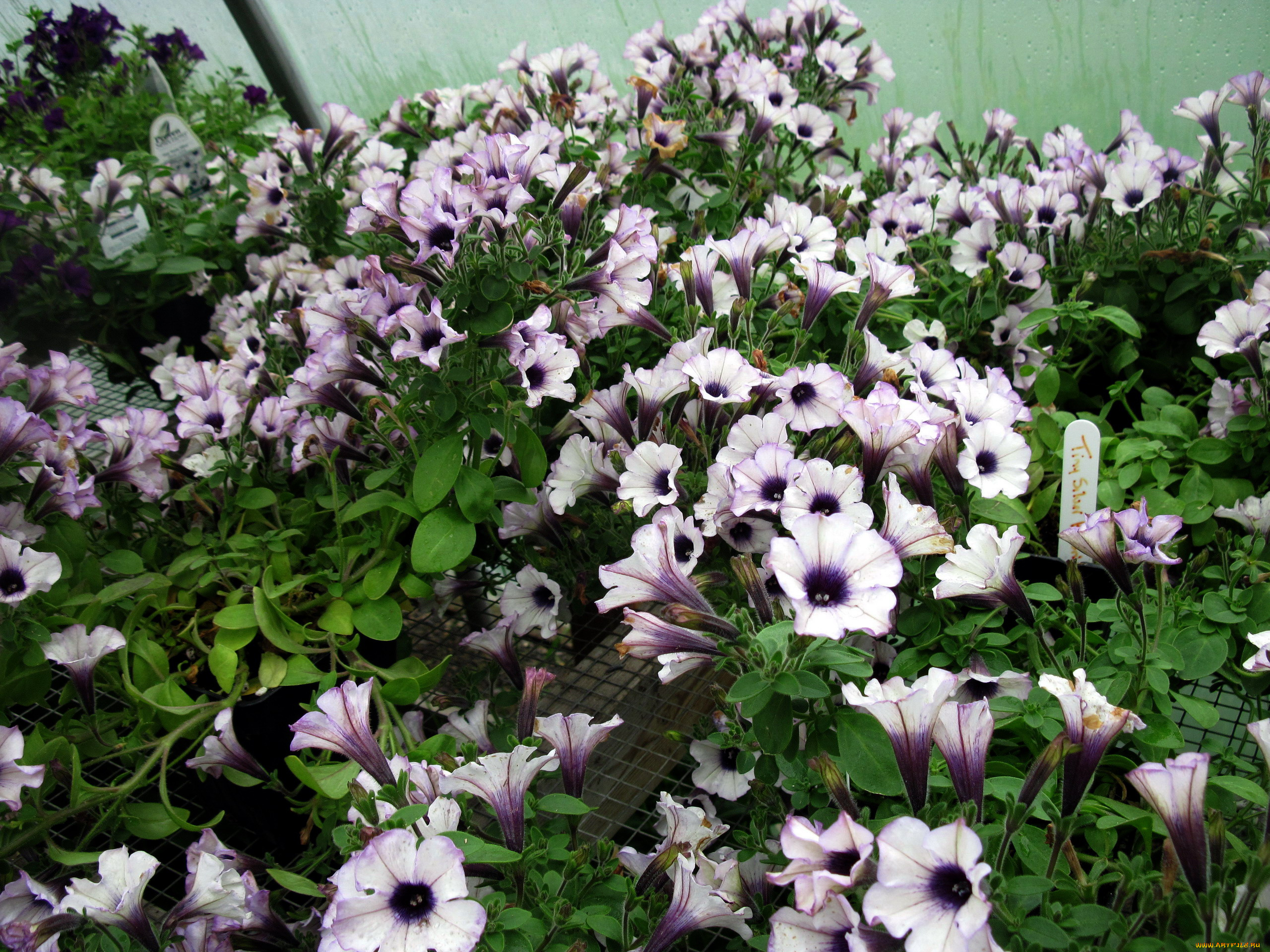 цветы, петунии, , калибрахоа, много