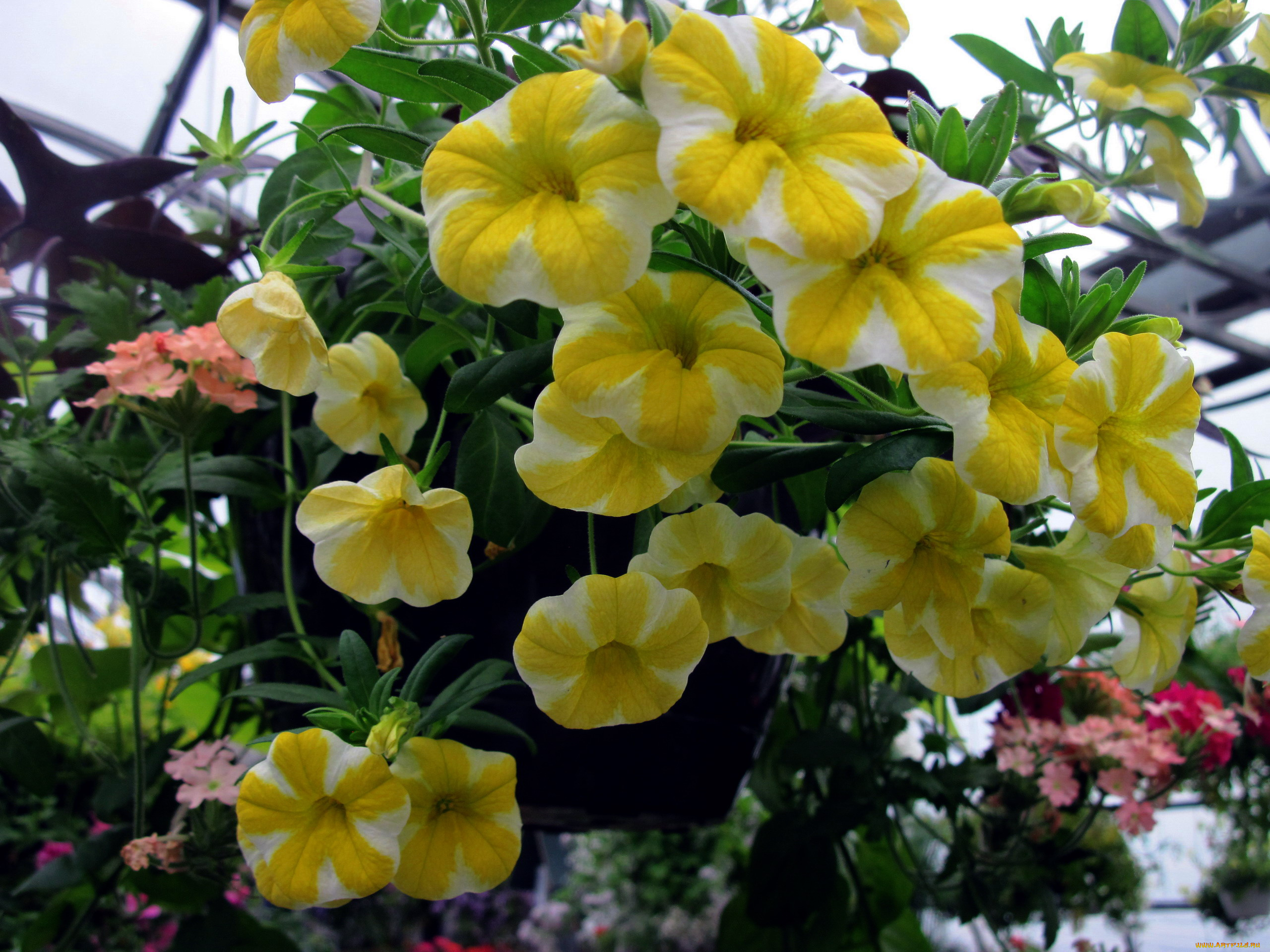 цветы, петунии, , калибрахоа, сурфиния