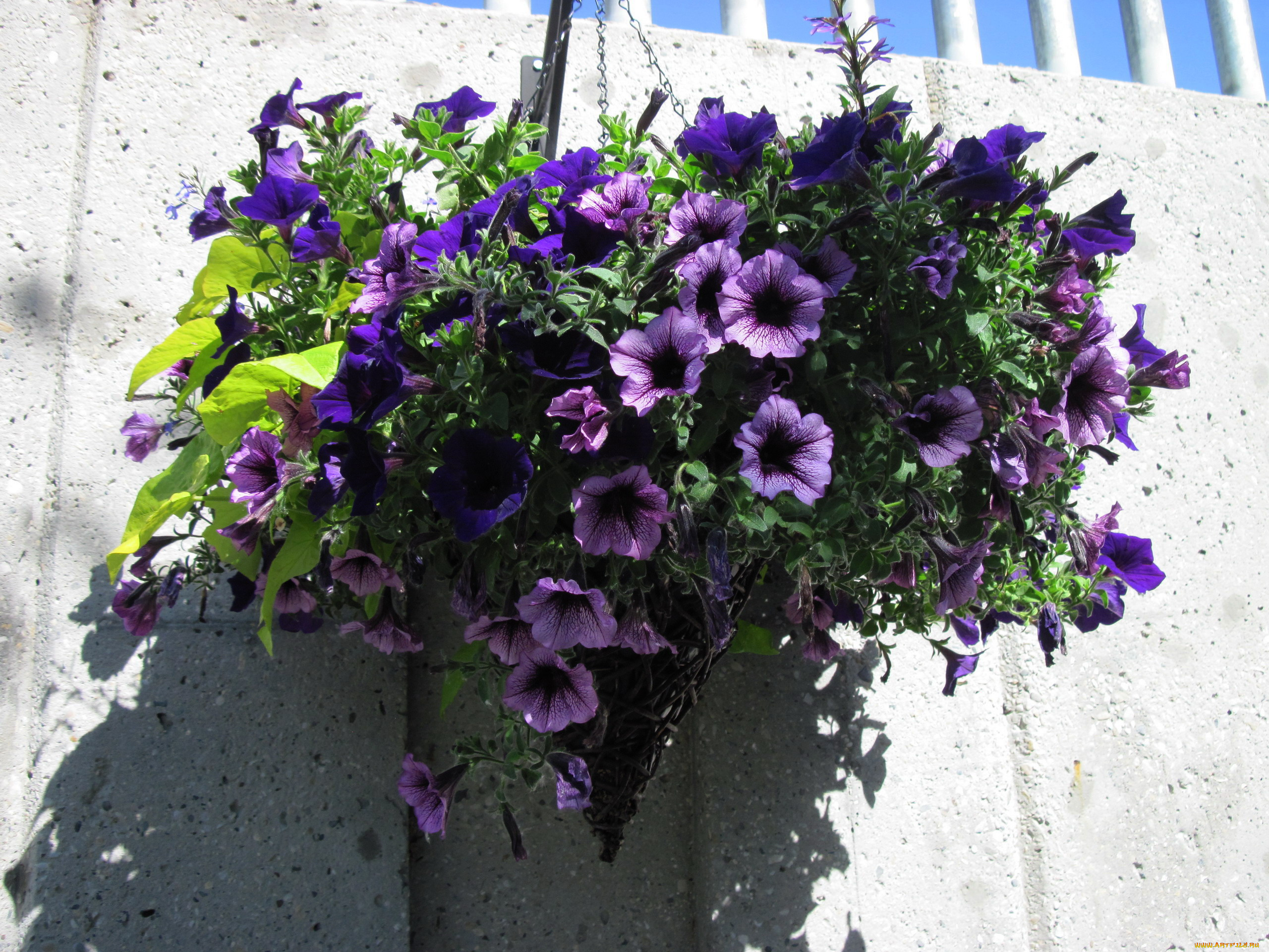 цветы, петунии, , калибрахоа, сурфиния