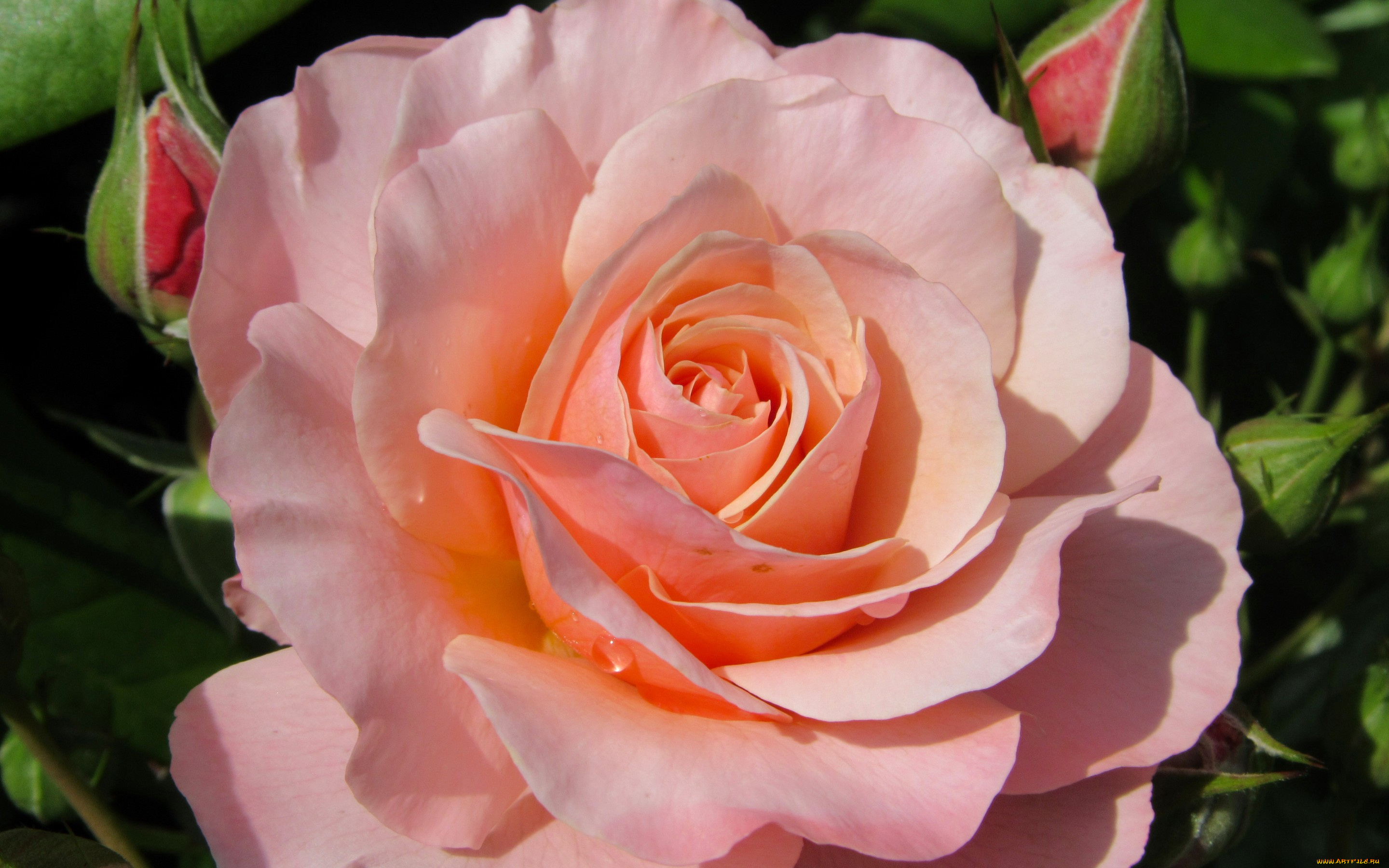 цветы, розы, роза