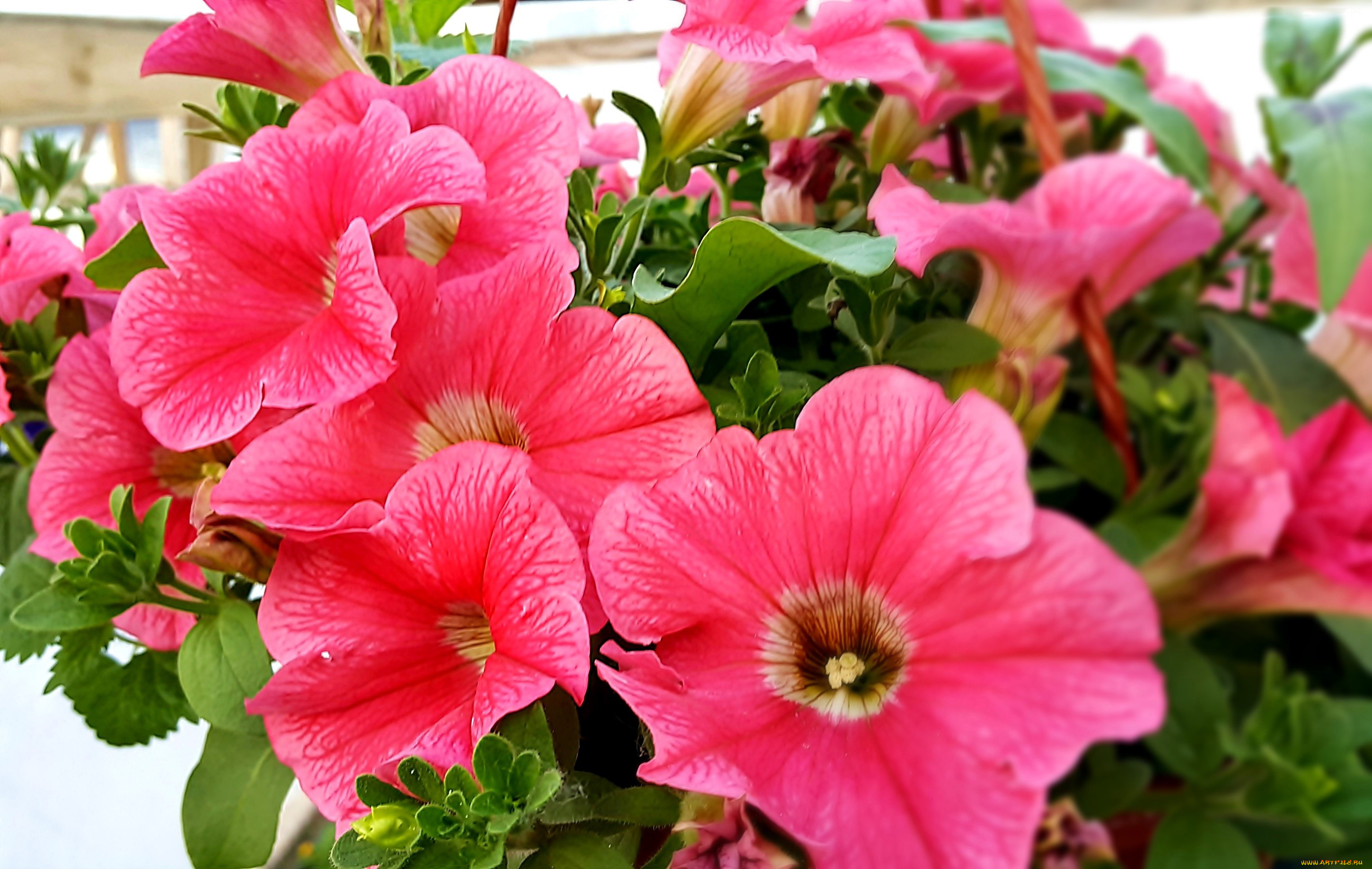 цветы, петунии, , калибрахоа, розовый