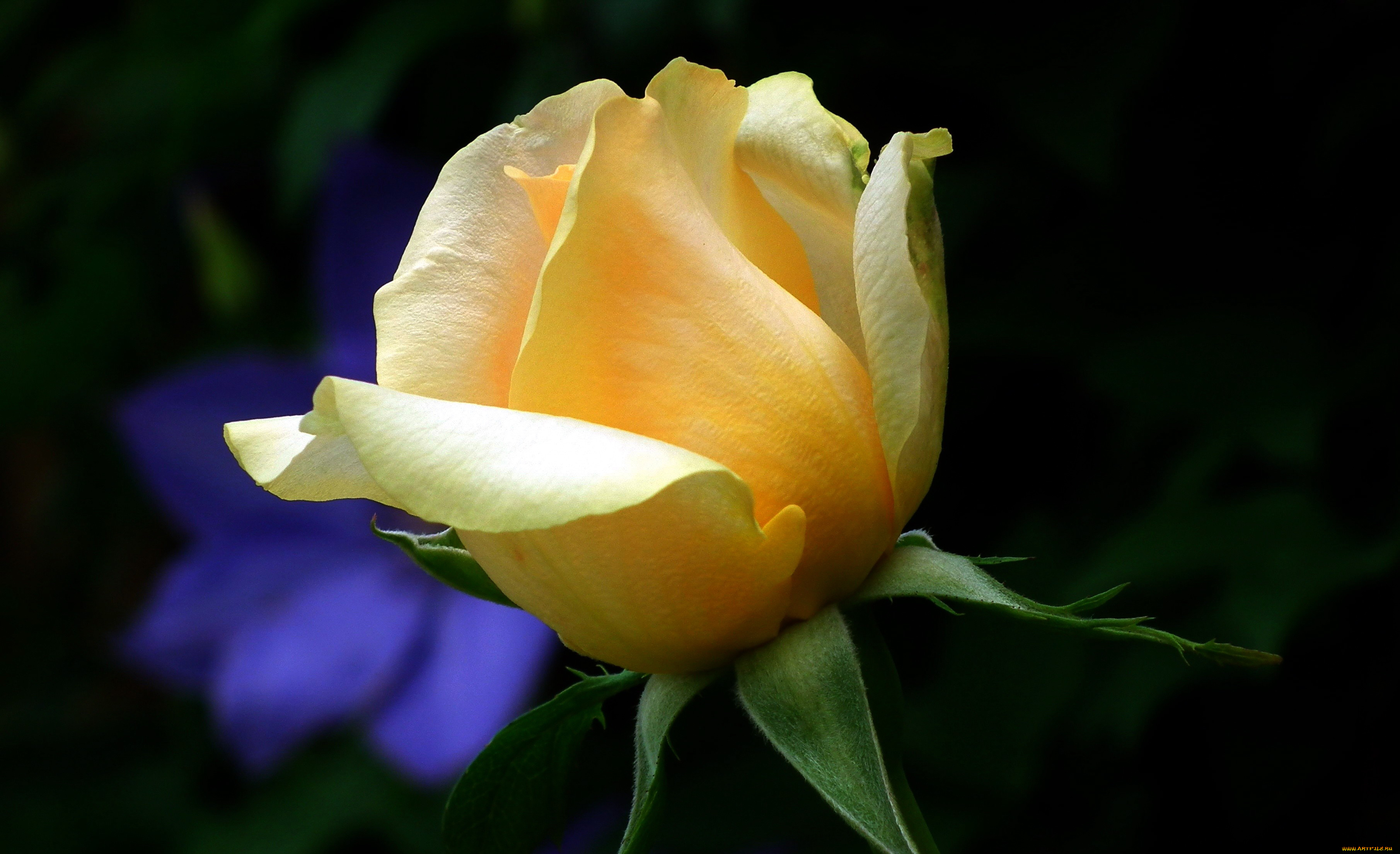 цветы, розы, бутон