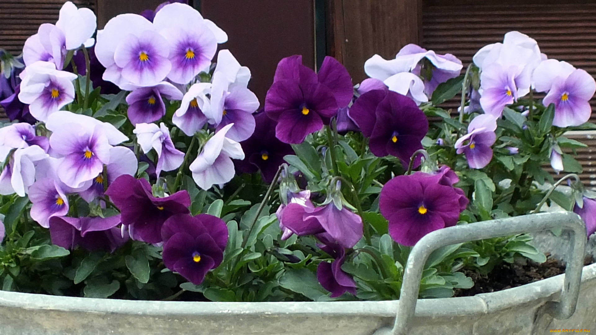 цветы, анютины, глазки, , садовые, фиалки, анюткины, глазки, цветение, цвет