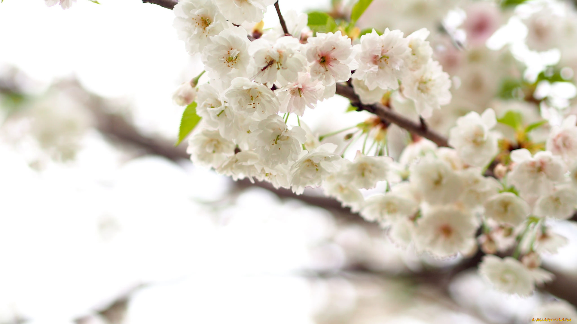 цветы, цветущие, деревья, , , кустарники, ветка, листья, яблони, branch, leaves, flowers, apple
