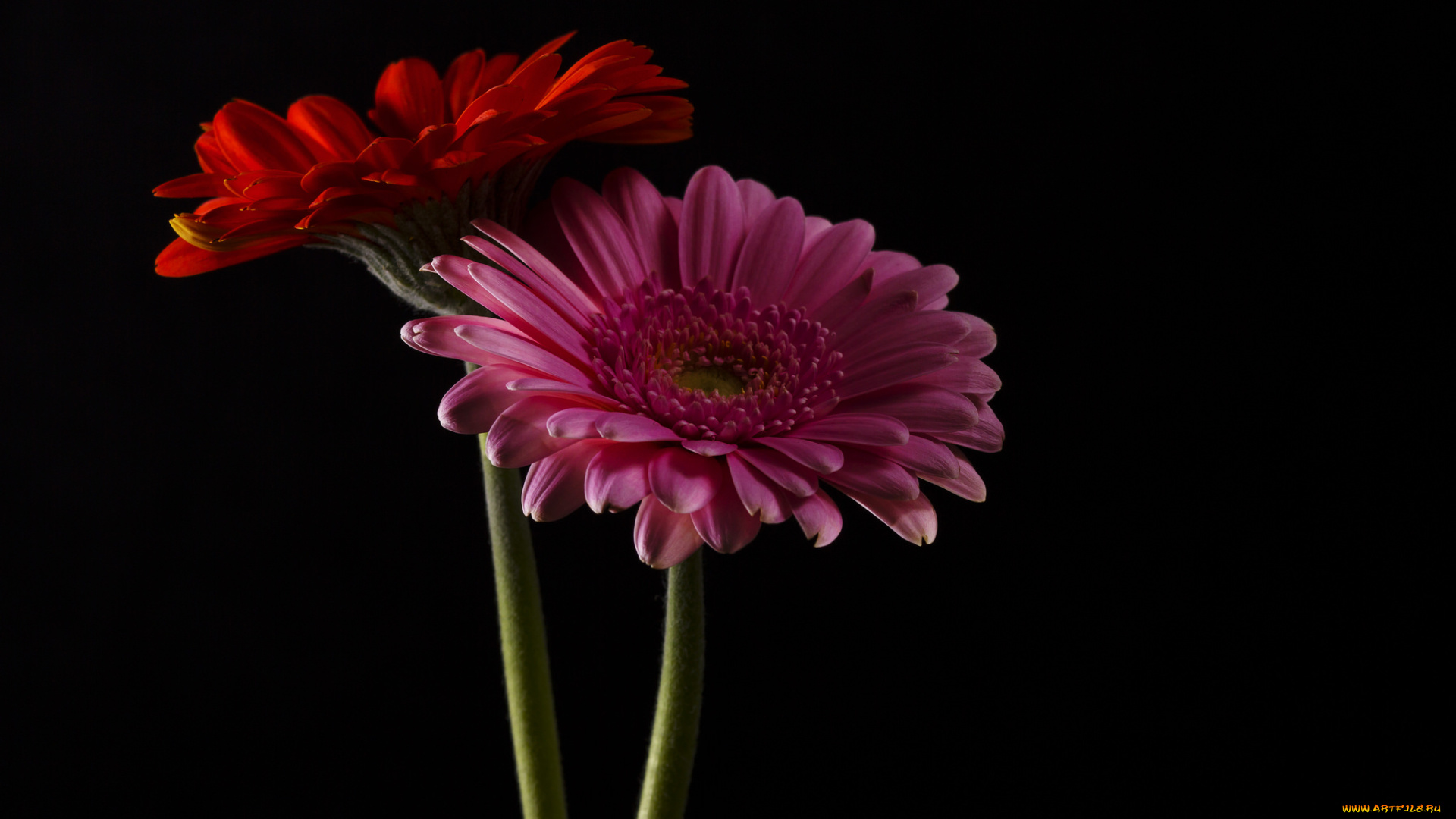 цветы, герберы, цветки, гербера, цветение, яркость, лепестки