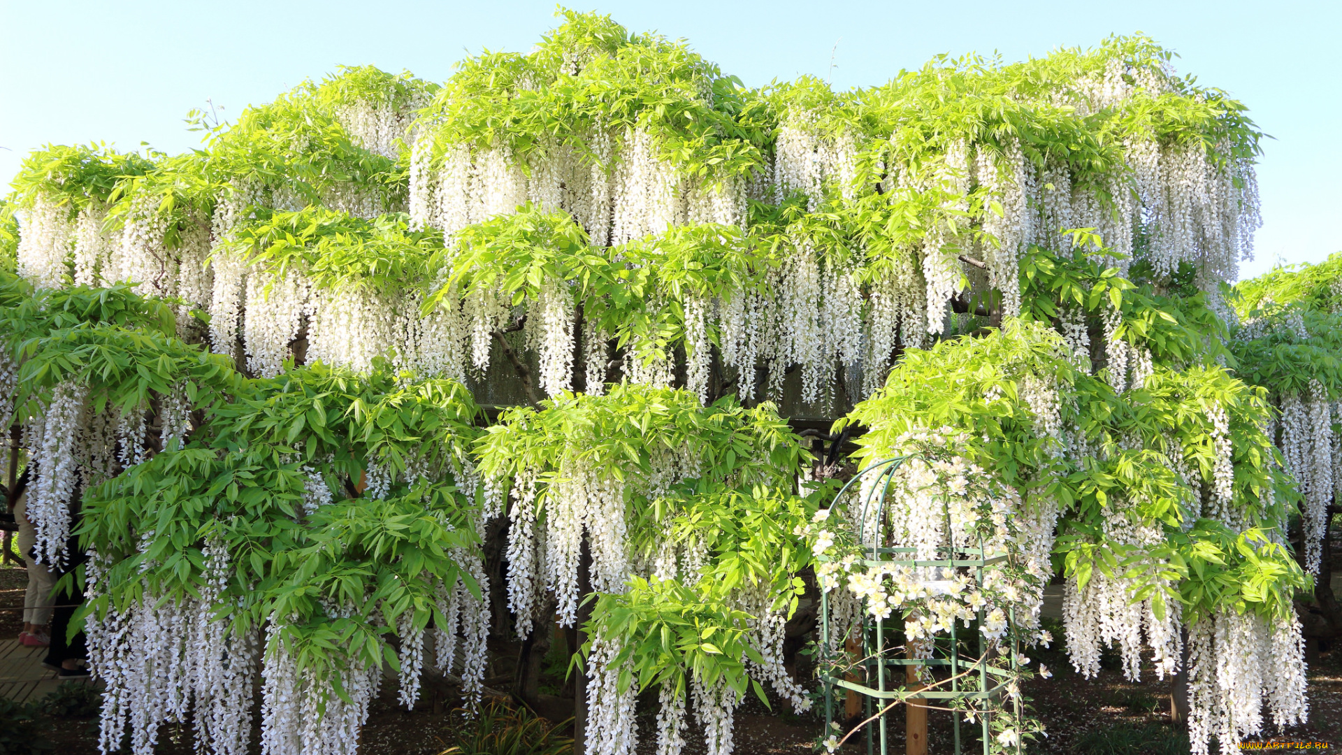 цветы, глициния, цветение, куст, ветки