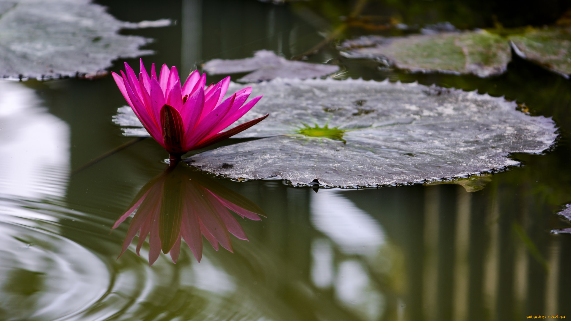 цветы, лилии, водяные, , нимфеи, , кувшинки, лотос, цветение, лепестки