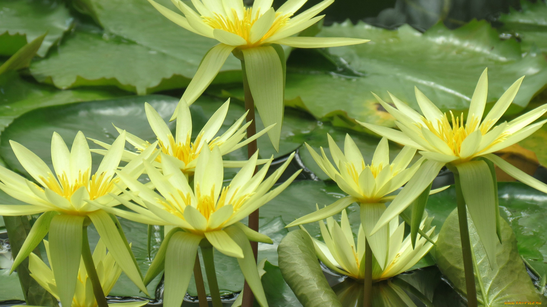 цветы, лотосы, лотос, цветение, лепестки