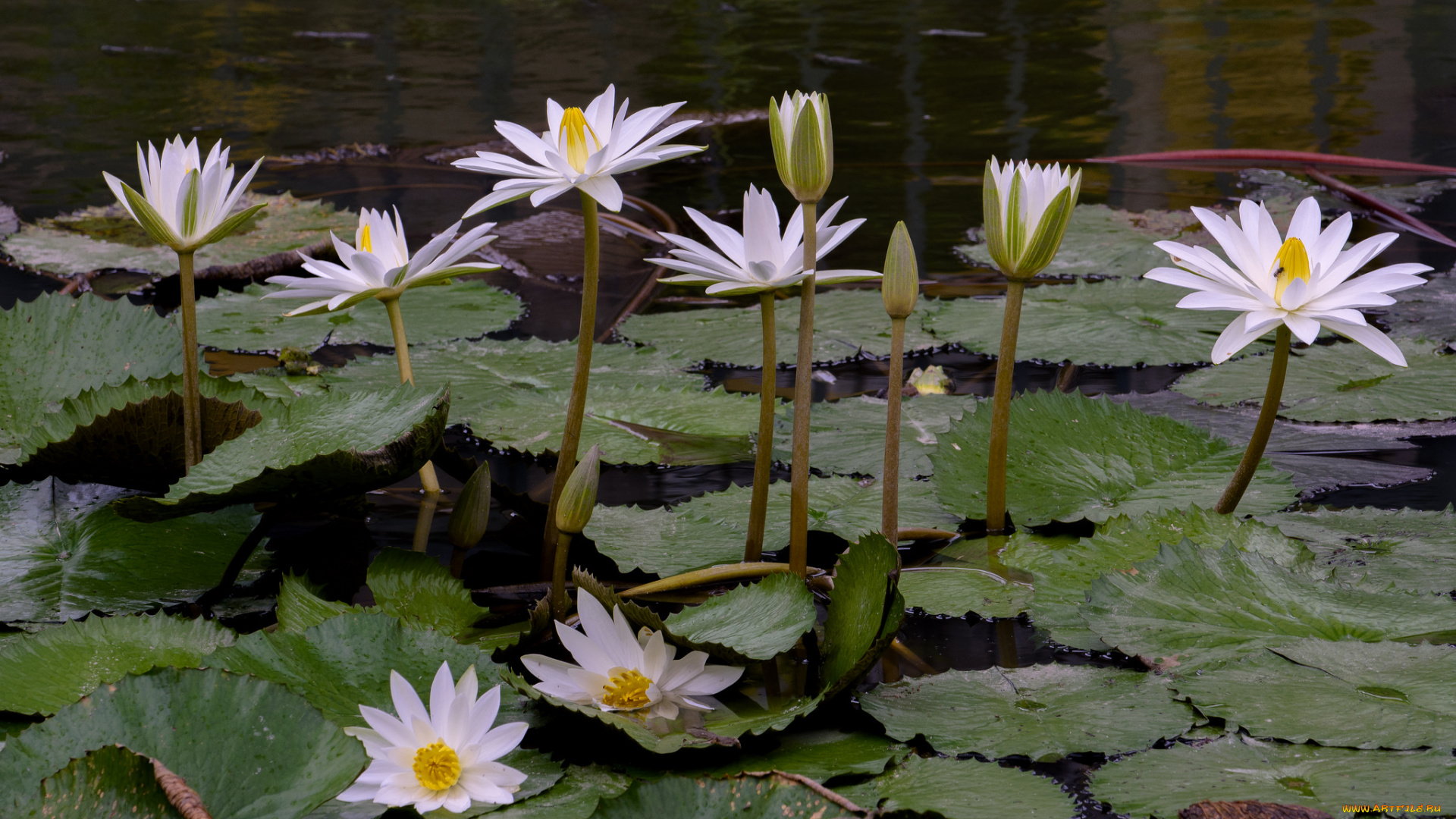 цветы, лотосы, лотос, цветение, лепестки
