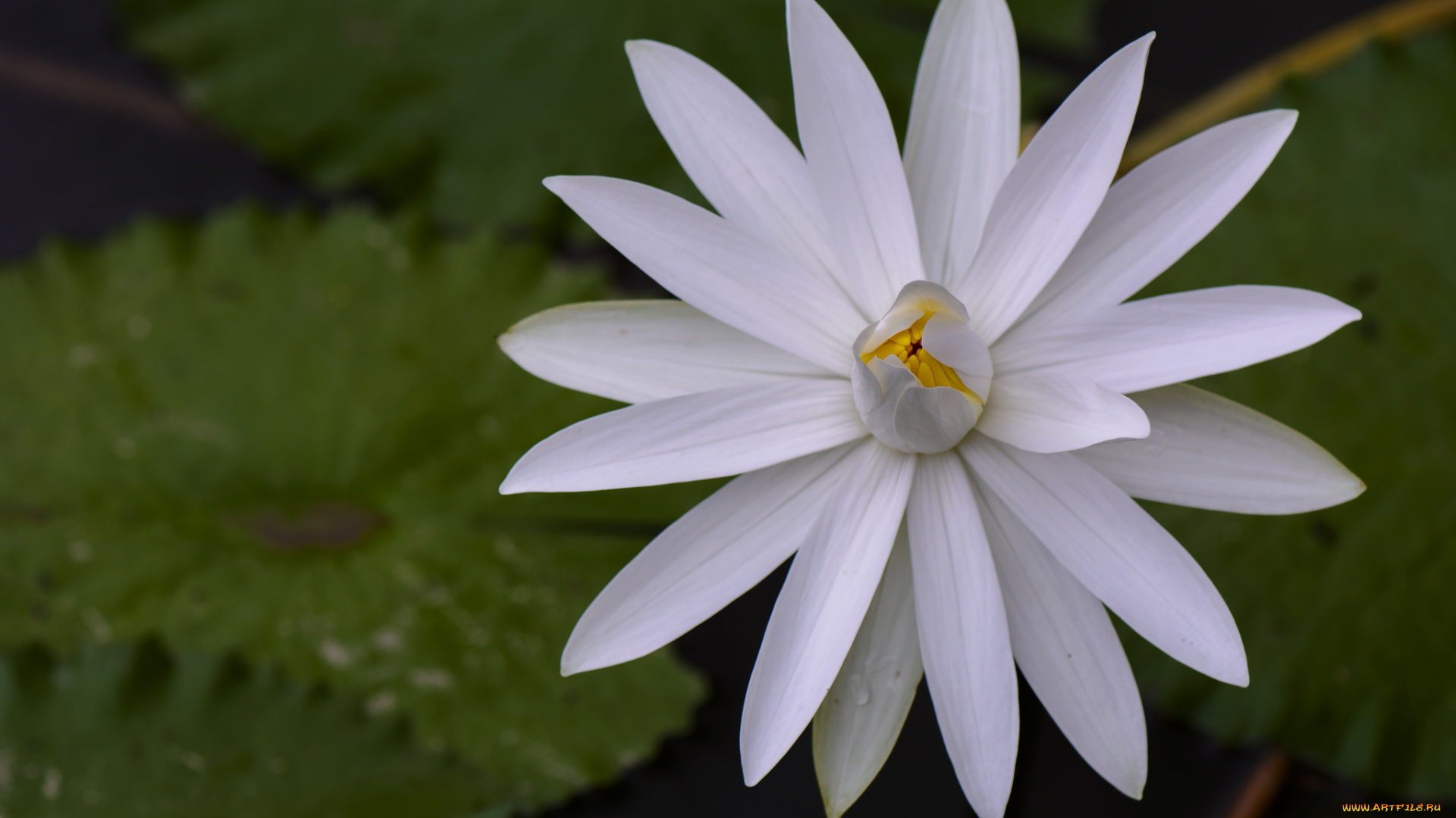 цветы, лотосы, лотос, лепестки, цветок, цветение