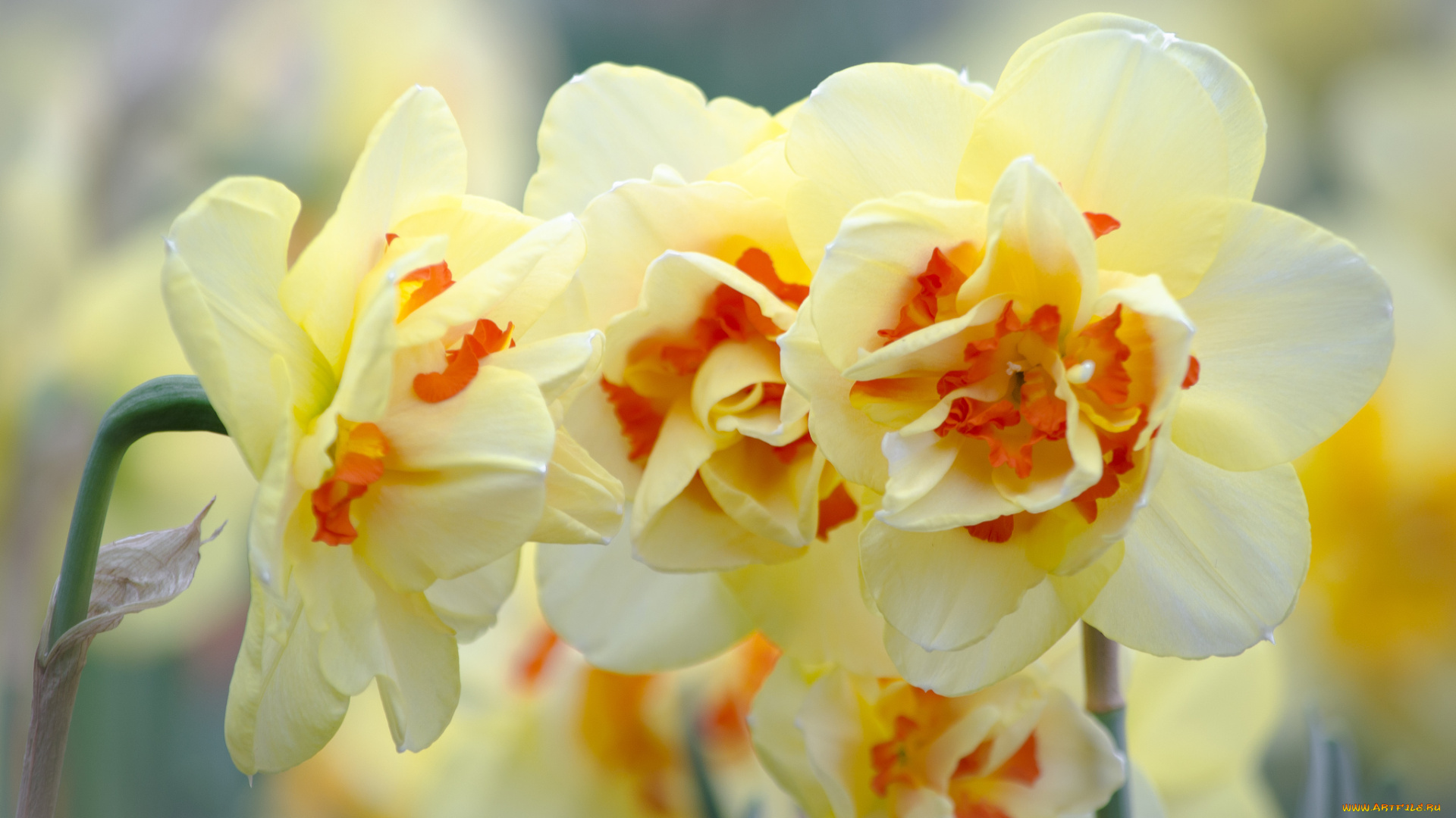 цветы, нарциссы, нарцисс, цветок, цветение