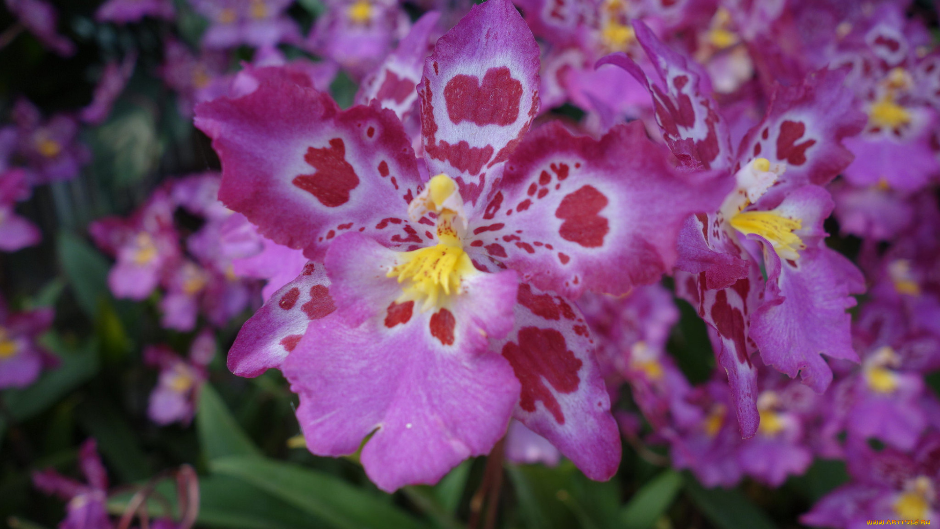 цветы, орхидеи, цветение, orchids, flowering, flowers
