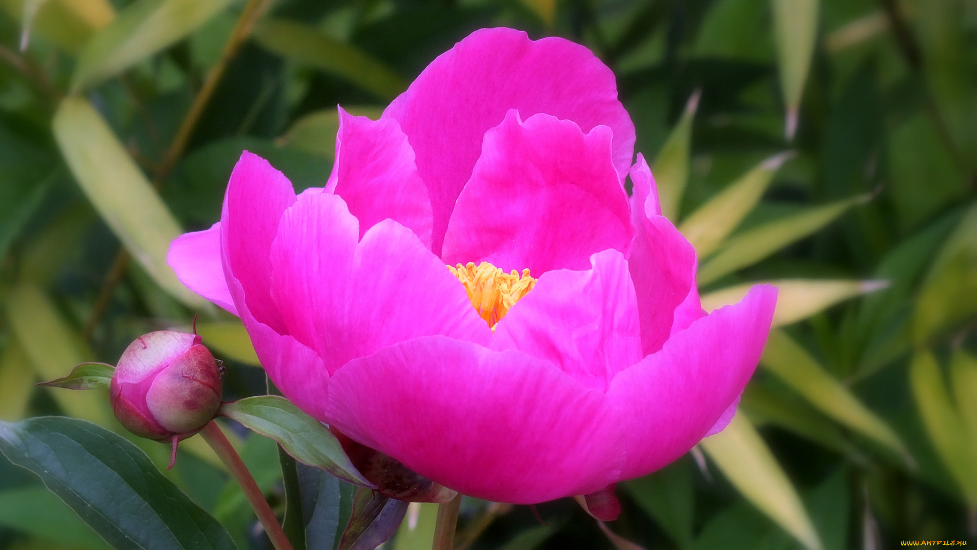 цветы, пионы, пион, бутон, лепестки, листья, цветение