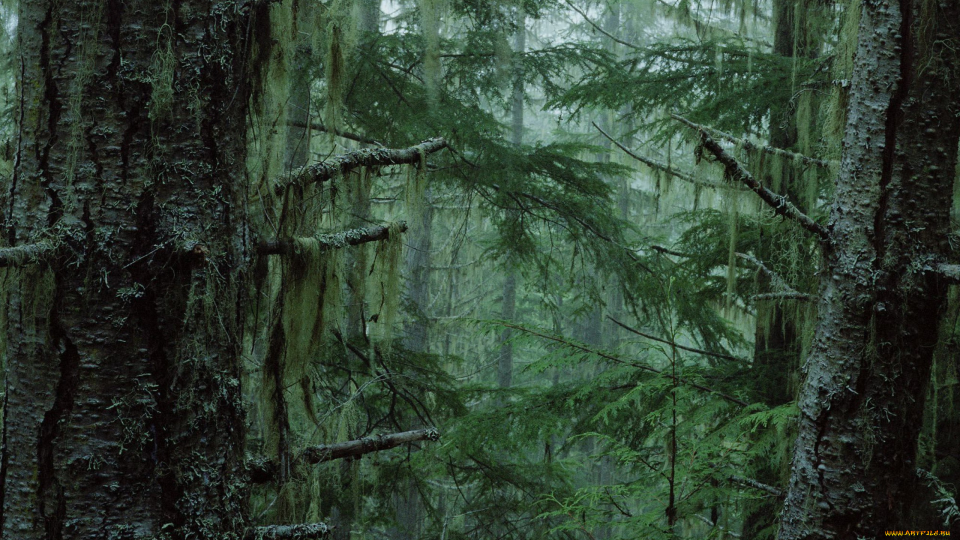природа, лес, деревья, чаща, мох