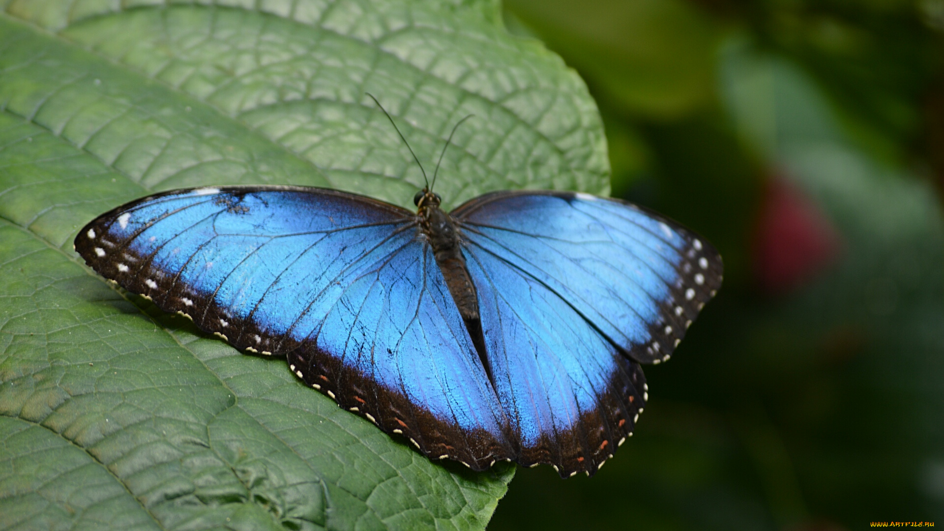 животные, бабочки, , мотыльки, , моли, усики, крылья, окрас, бабочка