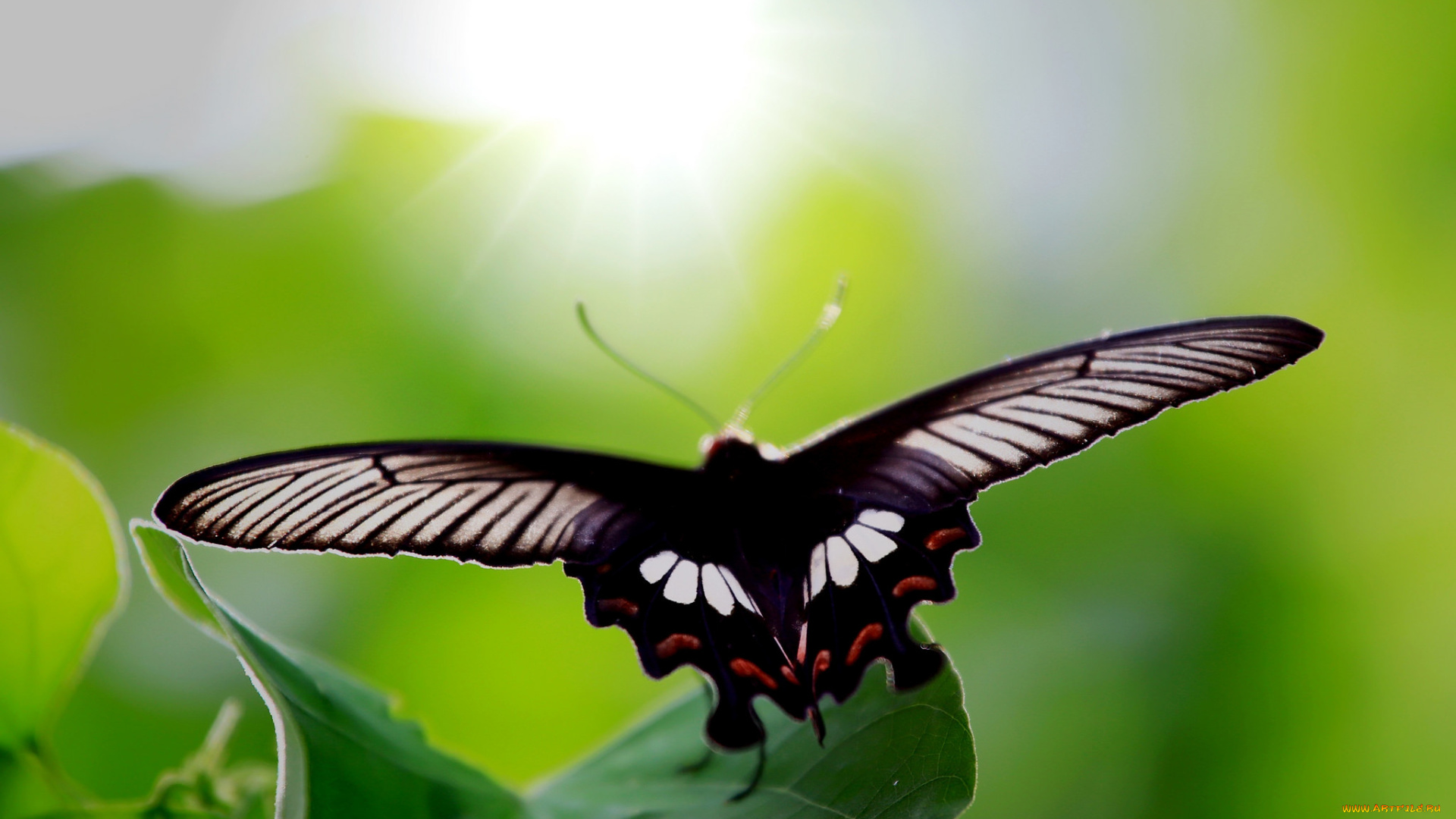 животные, бабочки, , мотыльки, , моли, яркость, бабочка, brightness, colors, butterfly, расцветка