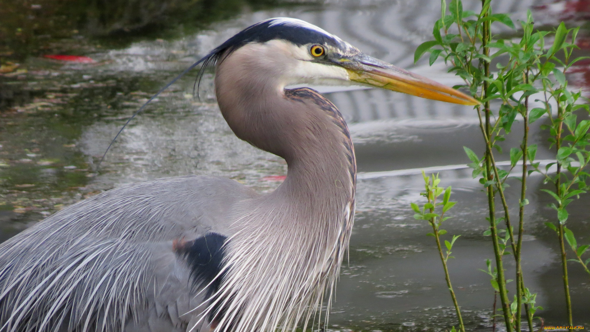 животные, цапли, , выпи, цапля