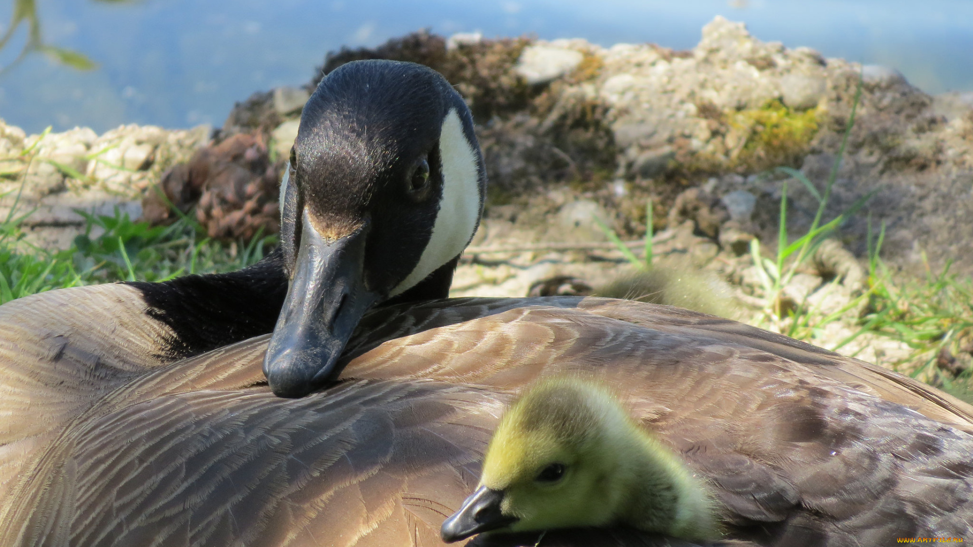 животные, гуси