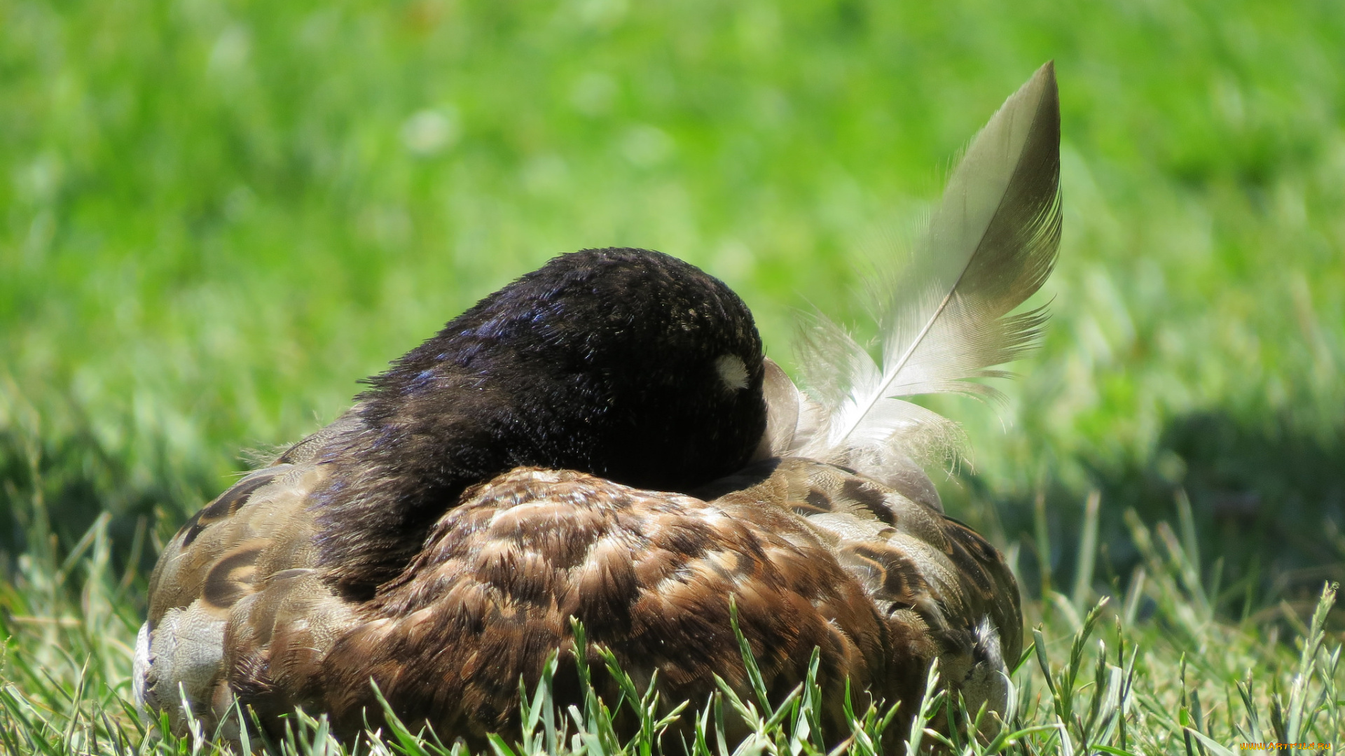 животные, гуси, гусь