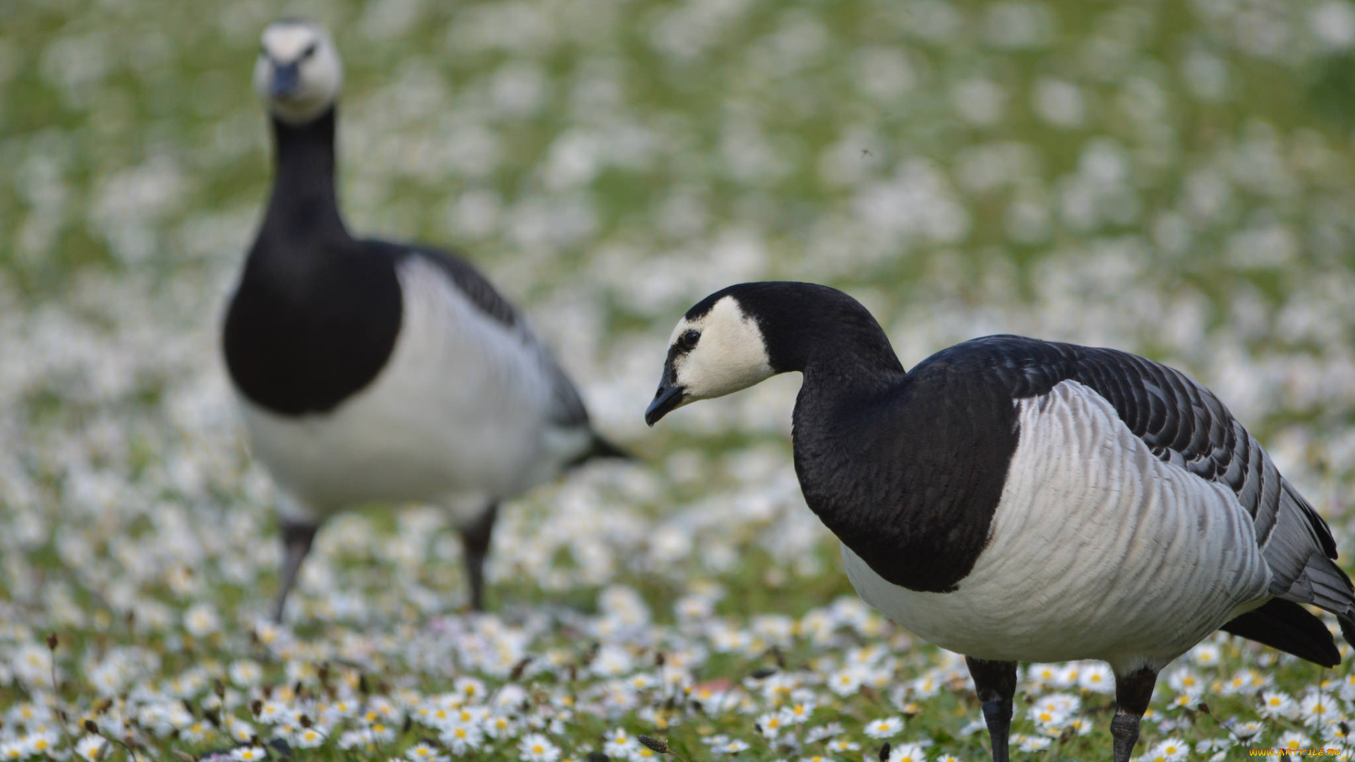 животные, гуси, гусь, перья, окрас, животное
