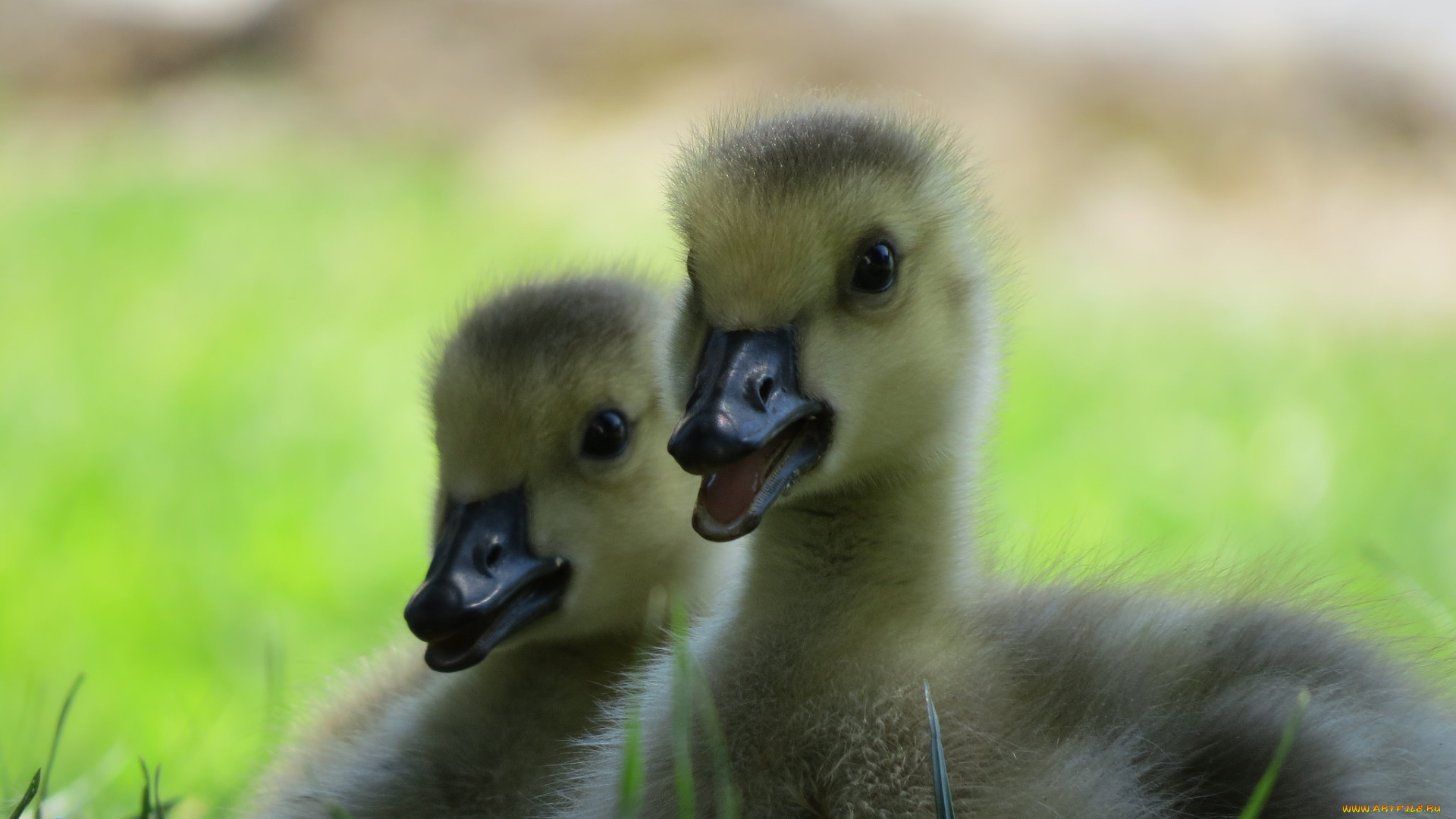 животные, гуси, гусята