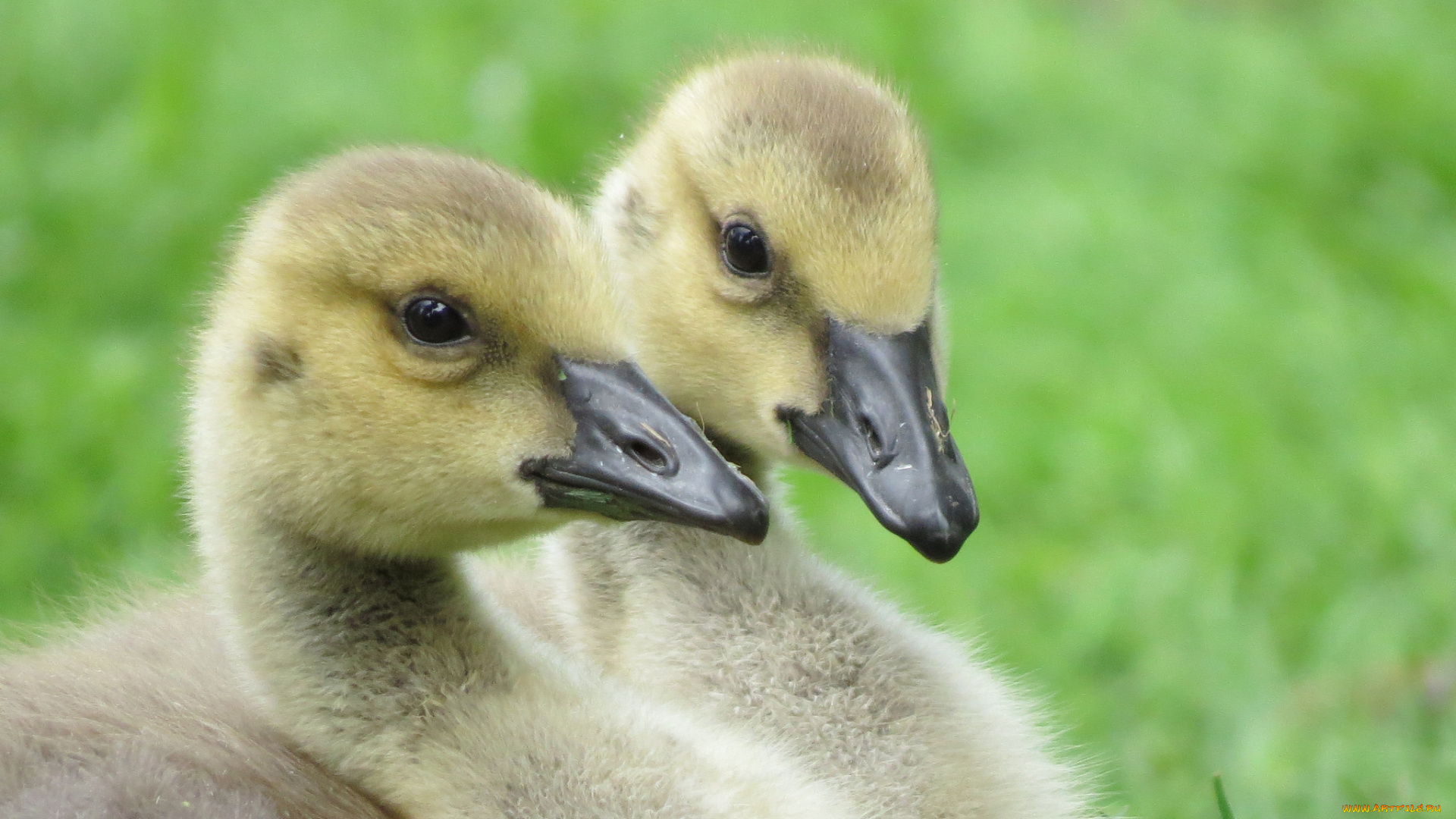 животные, гуси, гусята