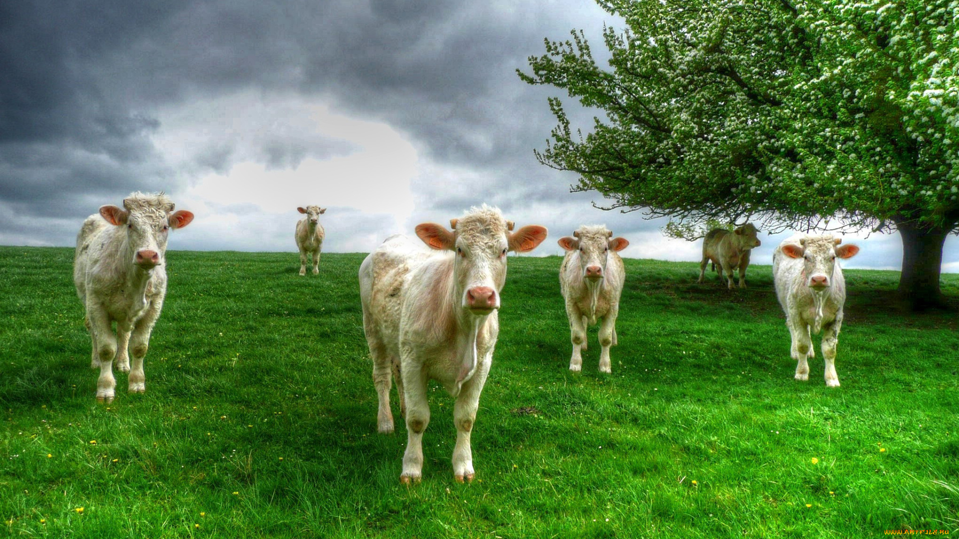 животные, коровы, , буйволы, дерево, трава