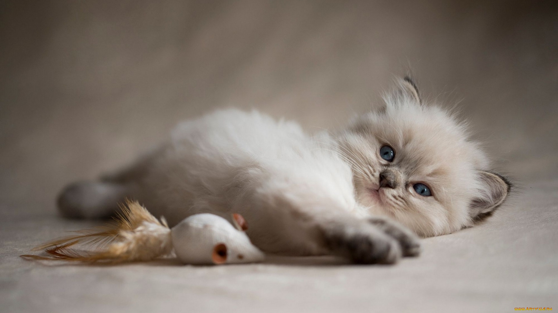 животные, коты, кошка, окрас, шерсть, порода, животное