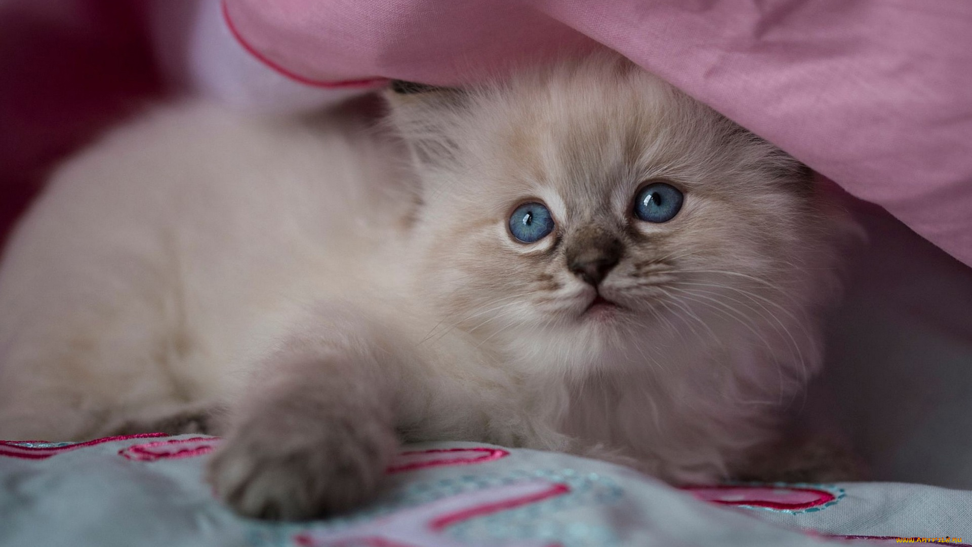 животные, коты, кошка, окрас, шерсть, порода, животное